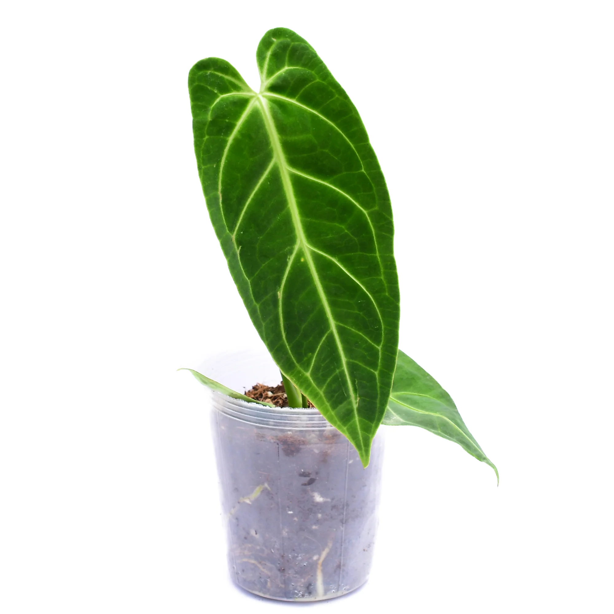 Anthurium Royal