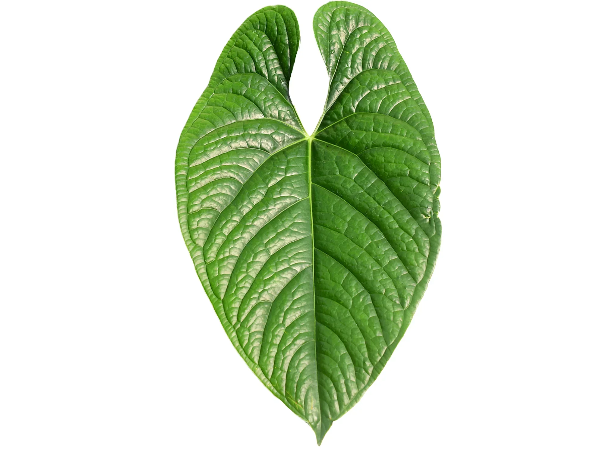Anthurium Silver Arrow