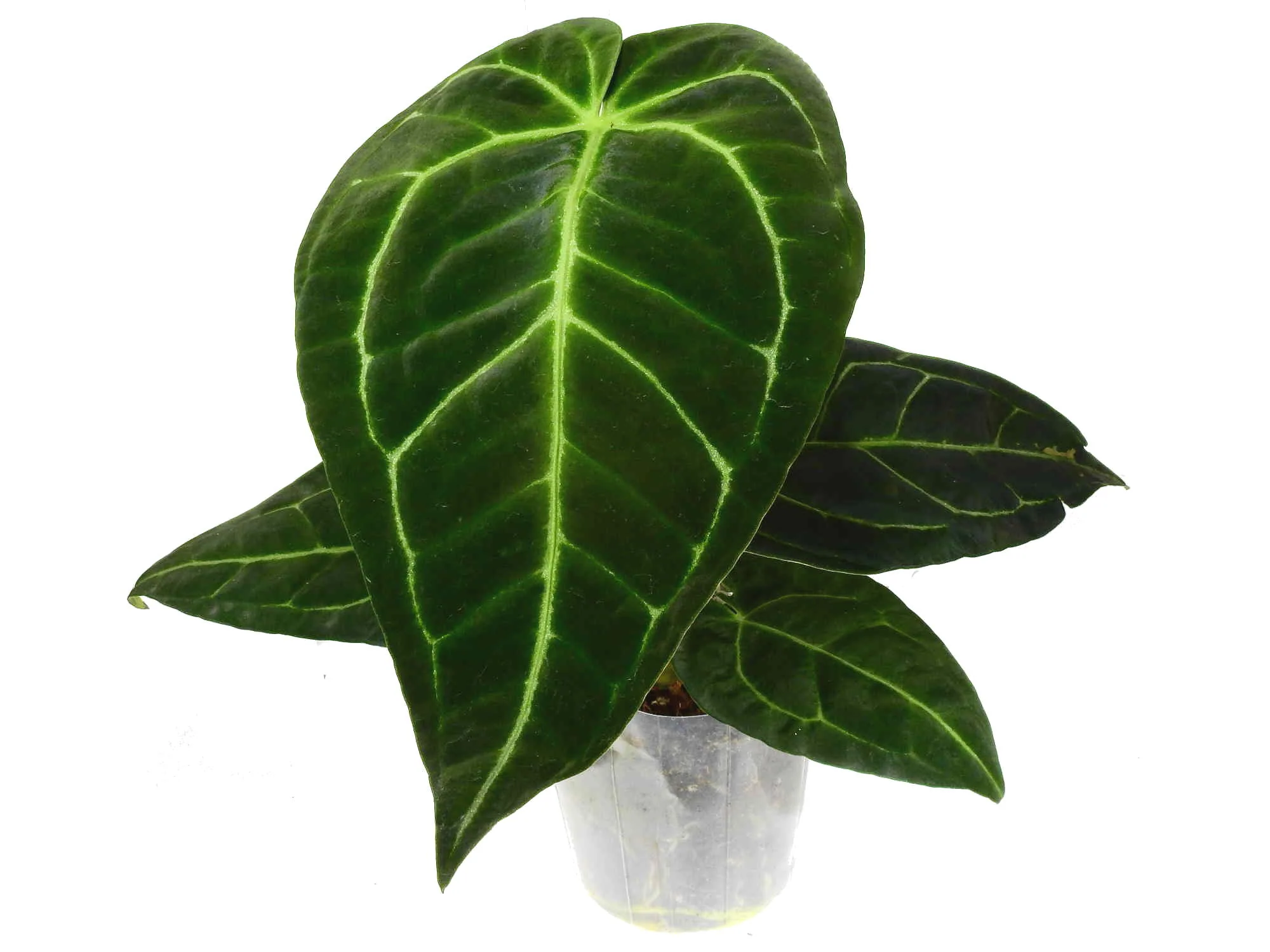 Anthurium Tingo Maria 'Inverse crossing'