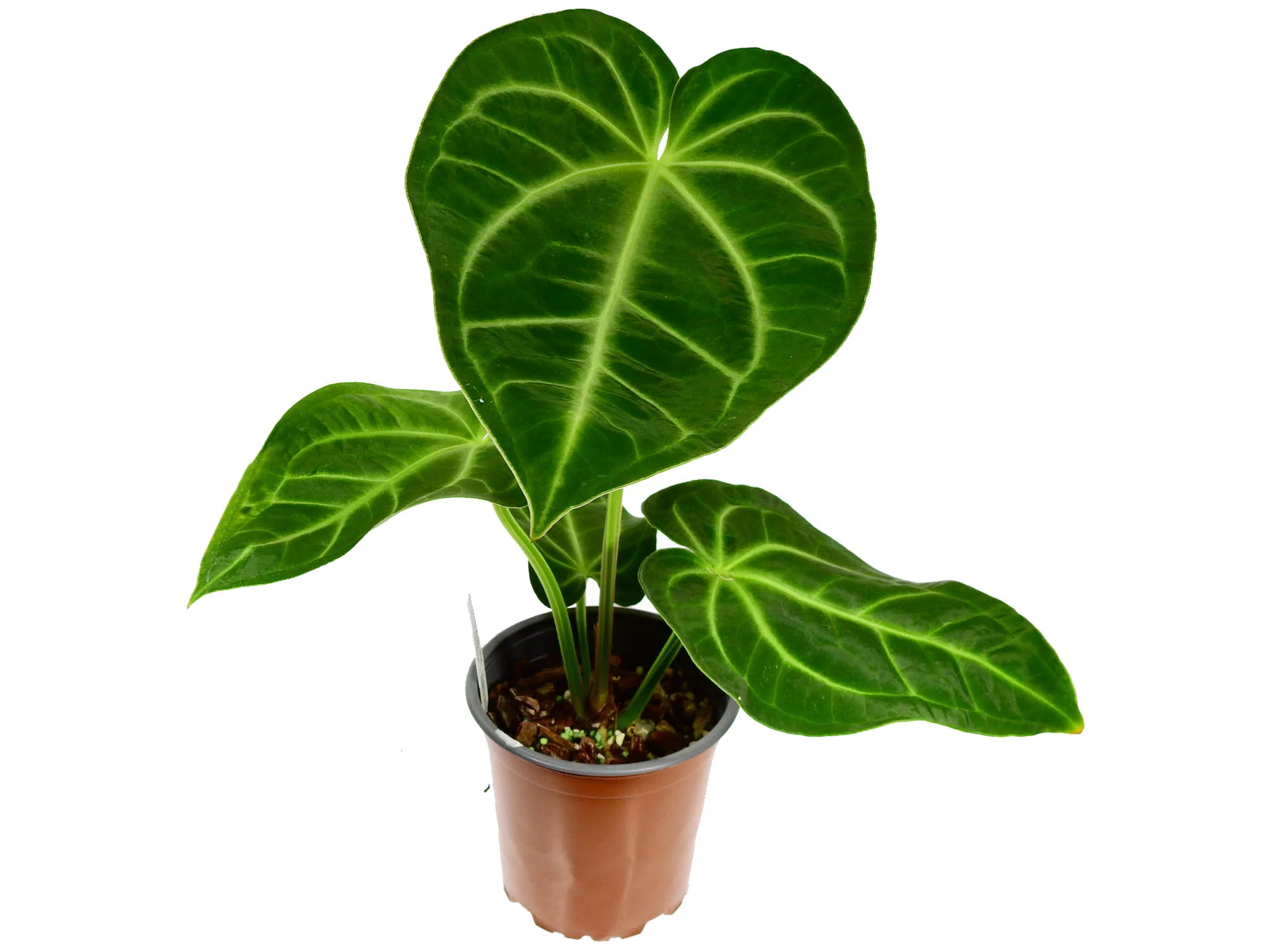 Anthurium Axiom