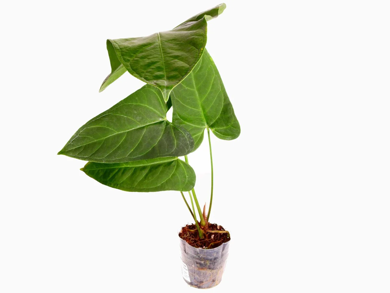 Anthurium Yasuni Heart