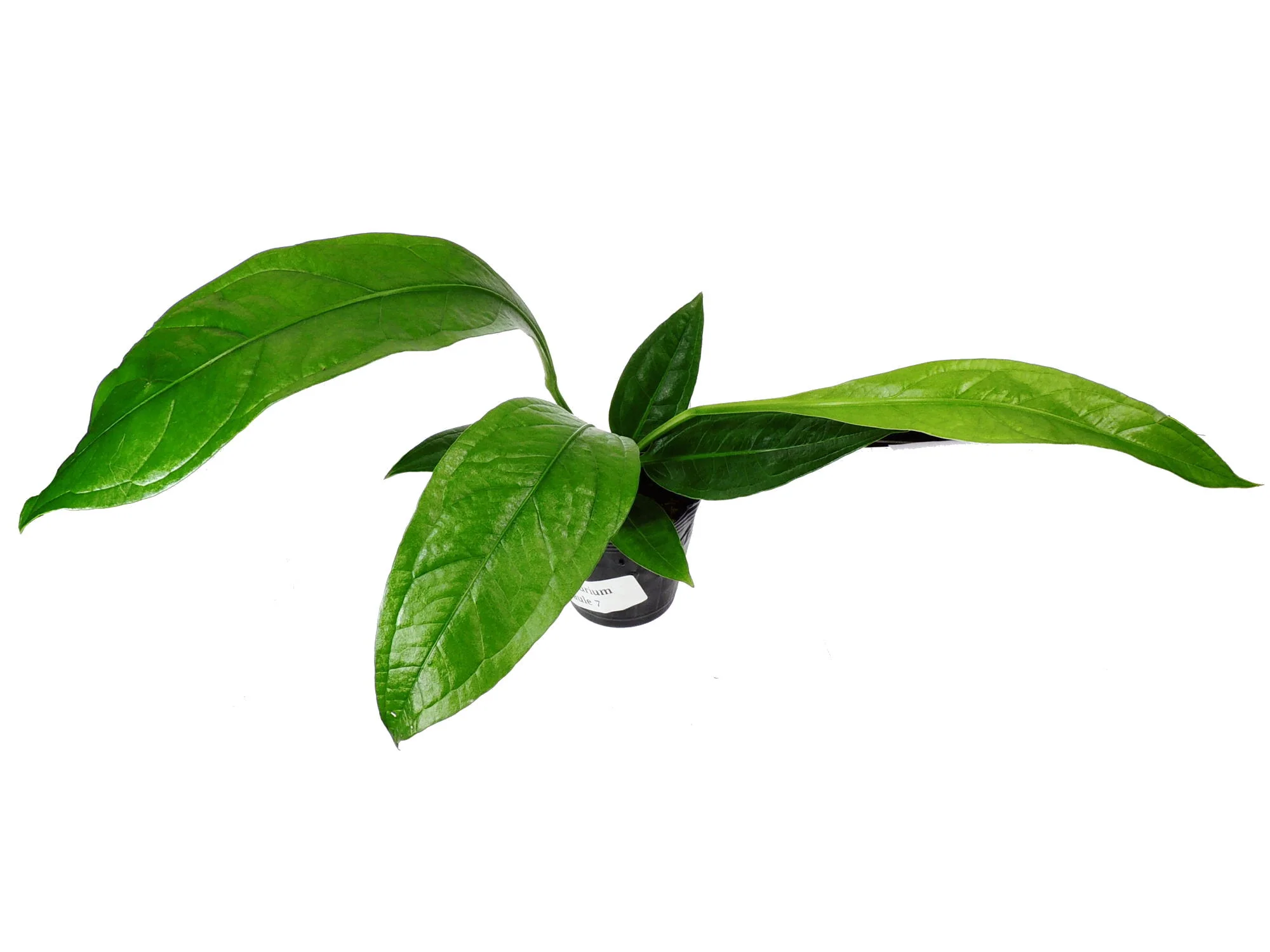 Anthurium acaule 'No. 7'