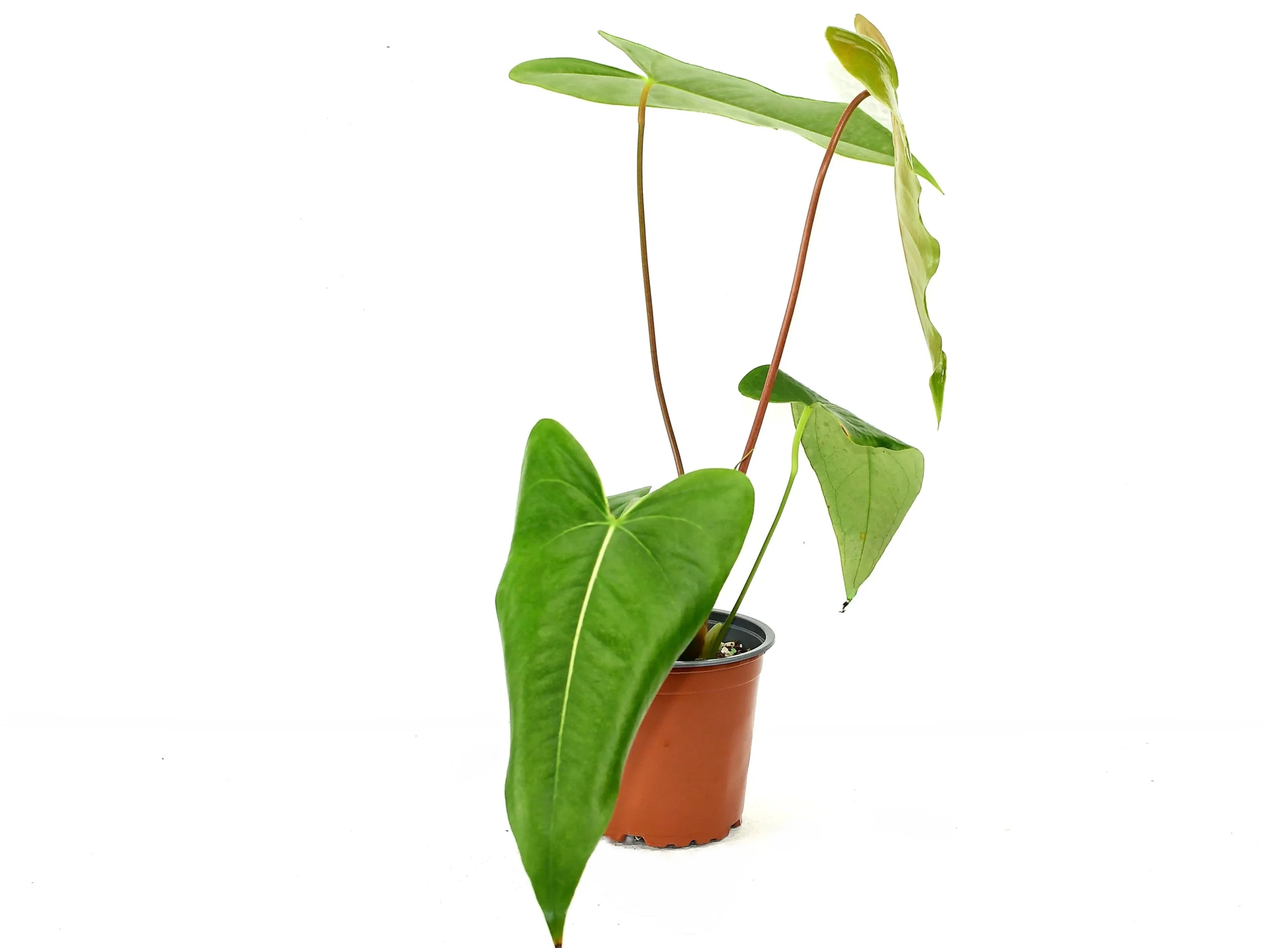 Anthurium Black Coral Gigi - Image 2