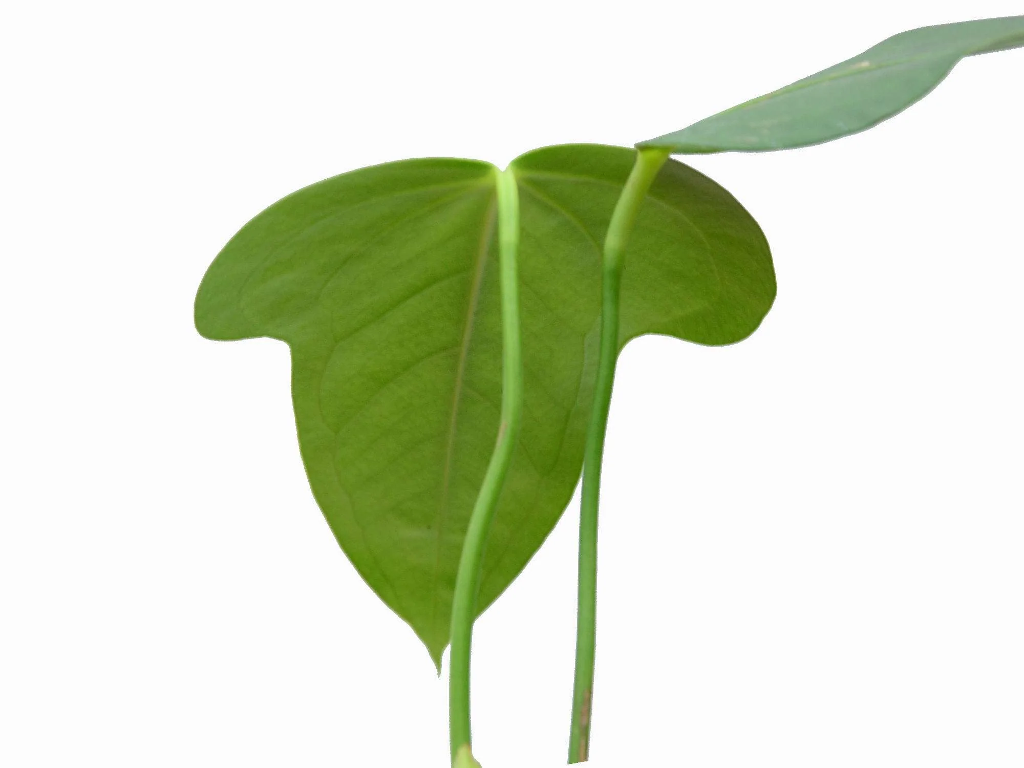 Anthurium bomboizense (medium) - Image 2