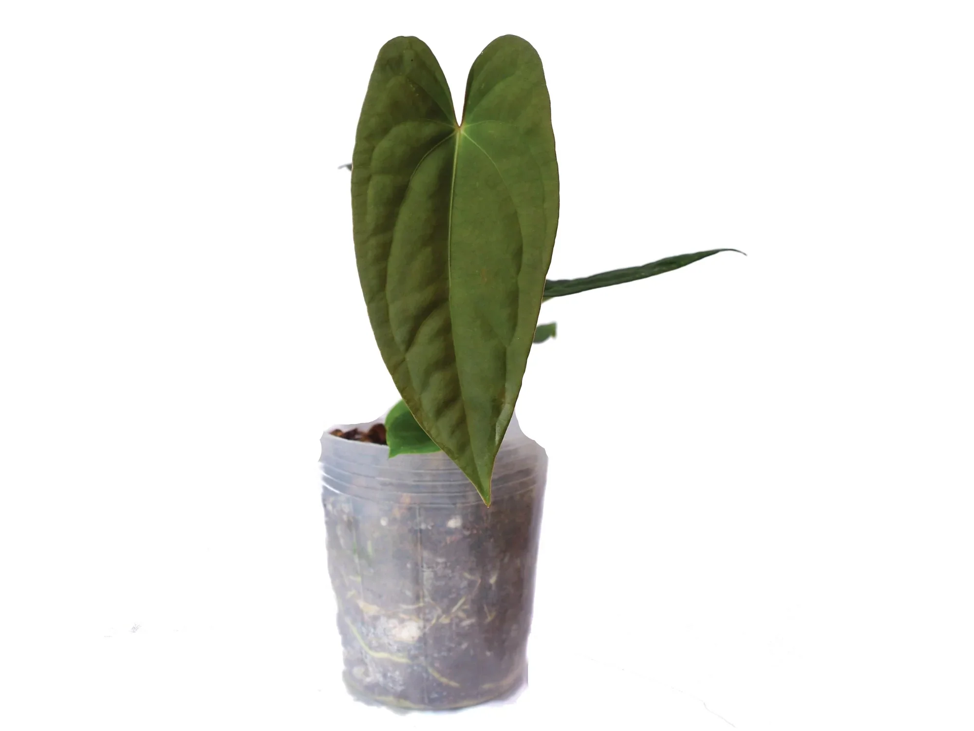 Anthurium Butterfly Ears