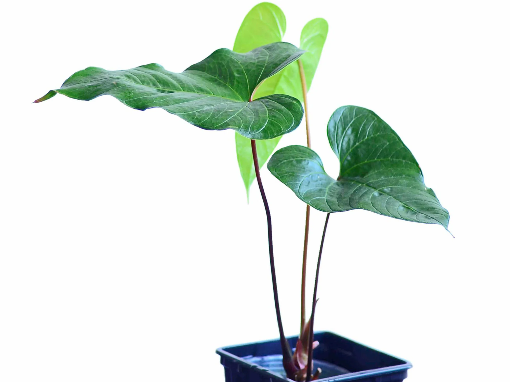 Anthurium cabrerense seedling