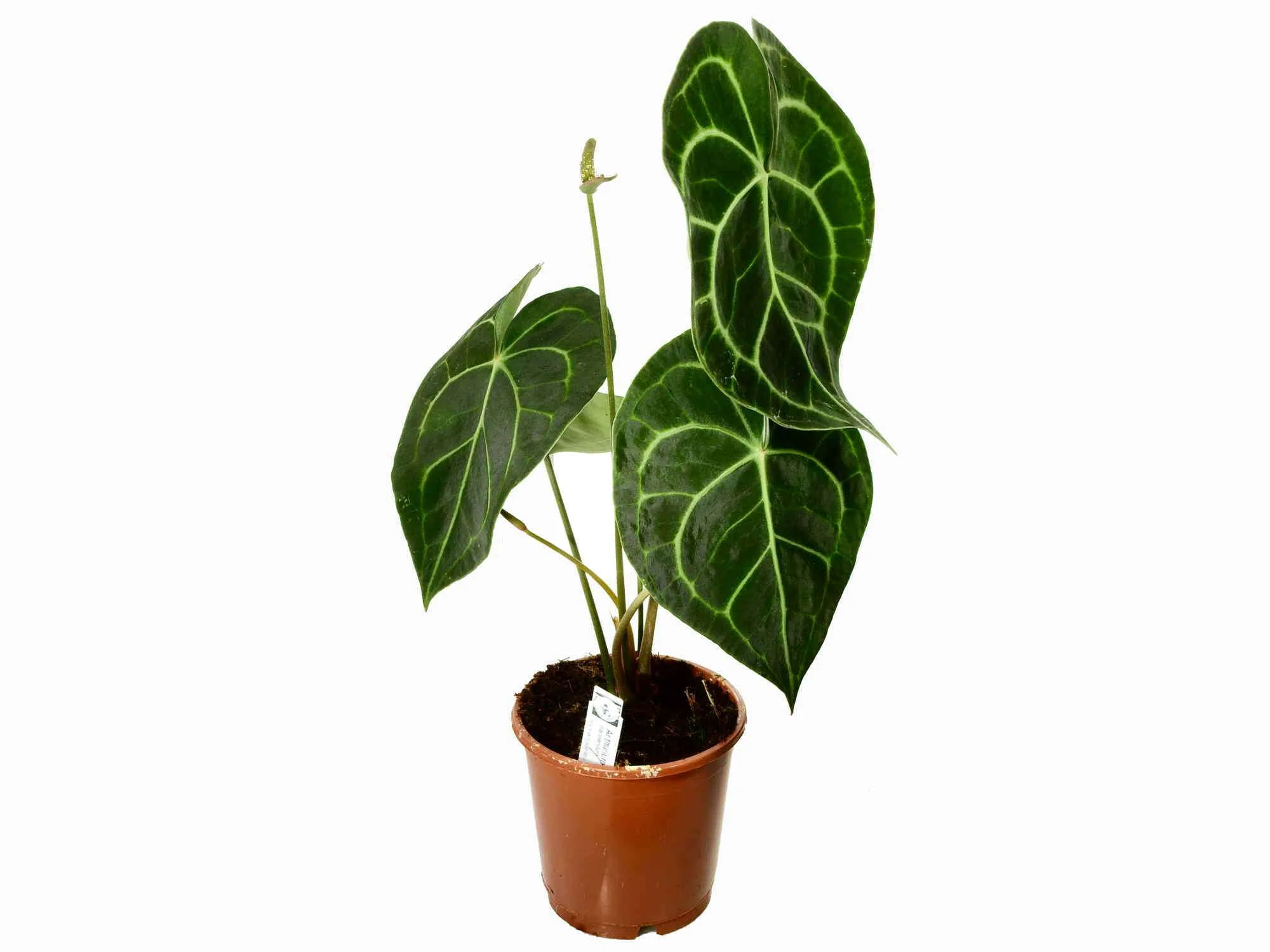 Anthurium clarinervium S (Topf 11cm)