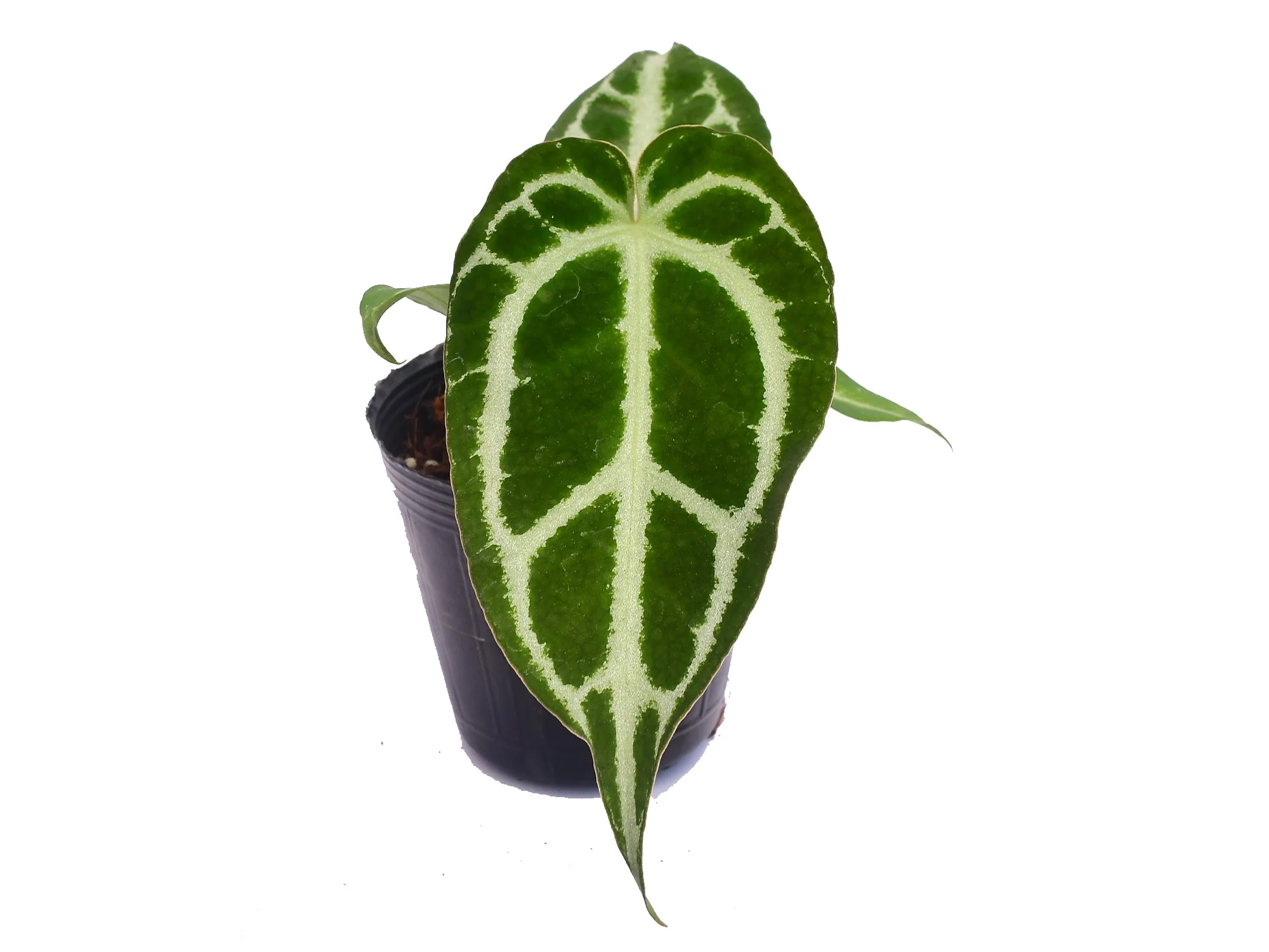 Anthurium crystallinum Silver s