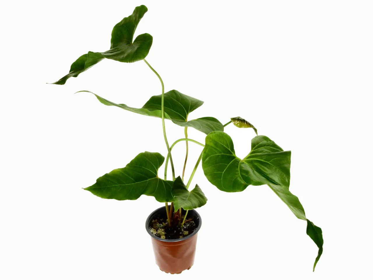 Anthurium cupulispathum