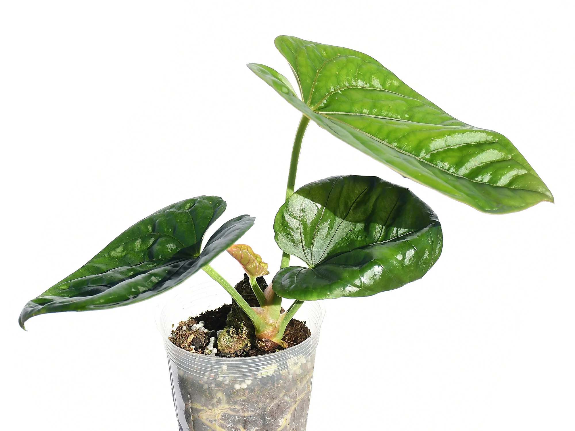 Anthurium debile - Image 2