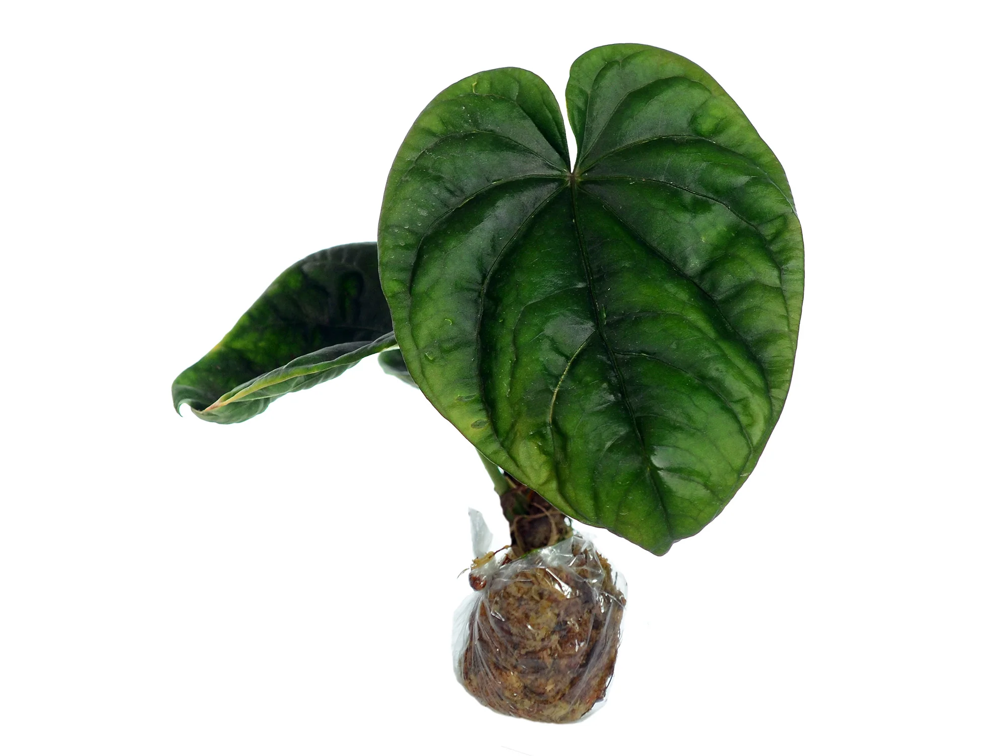 Anthurium debile - Image 3
