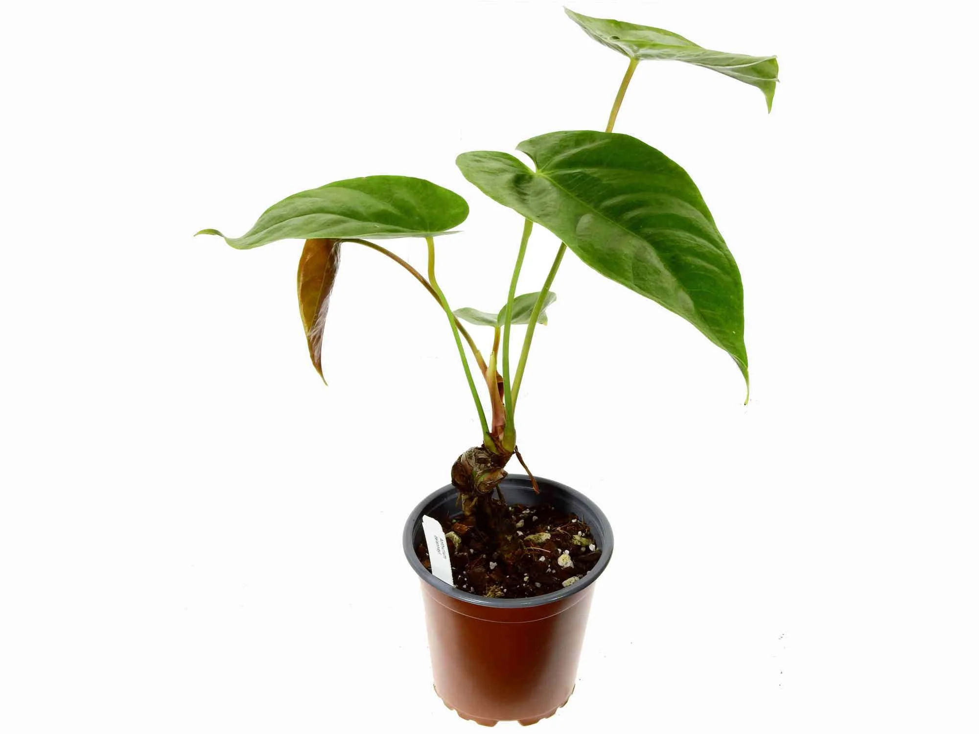Anthurium delannayi