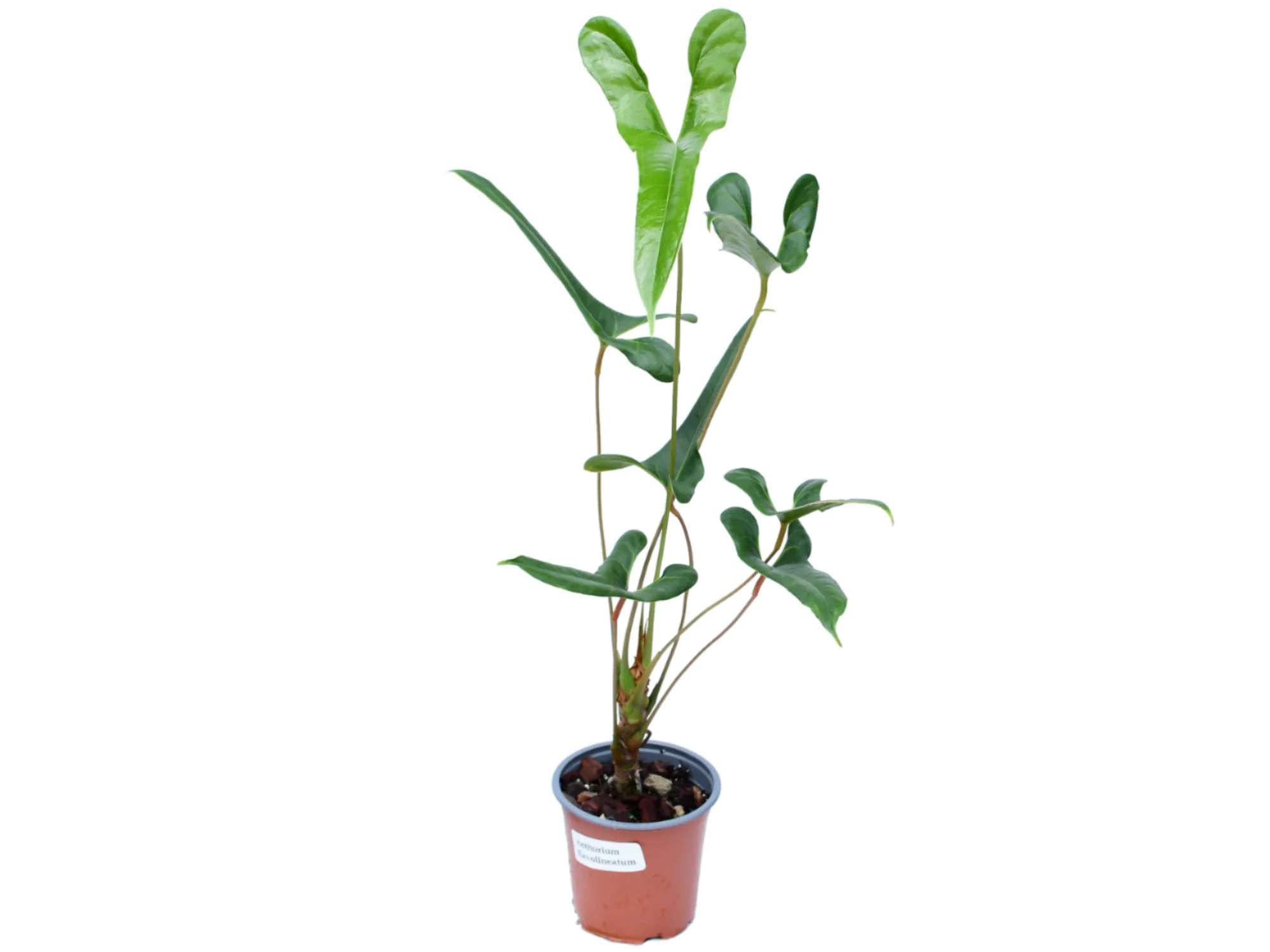 Anthurium flavolineatum - Image 2