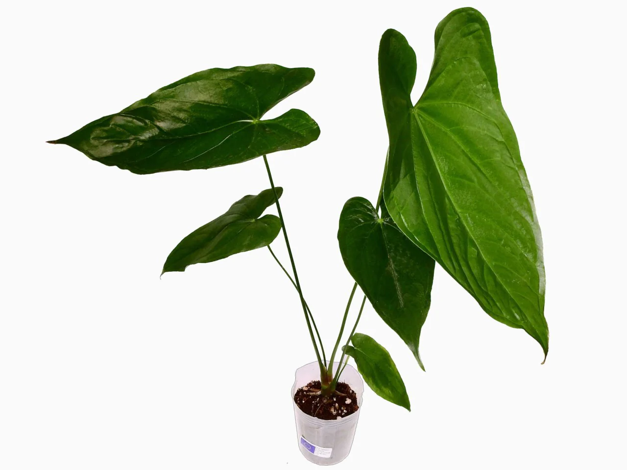 Anthurium giganteum 'Verde'