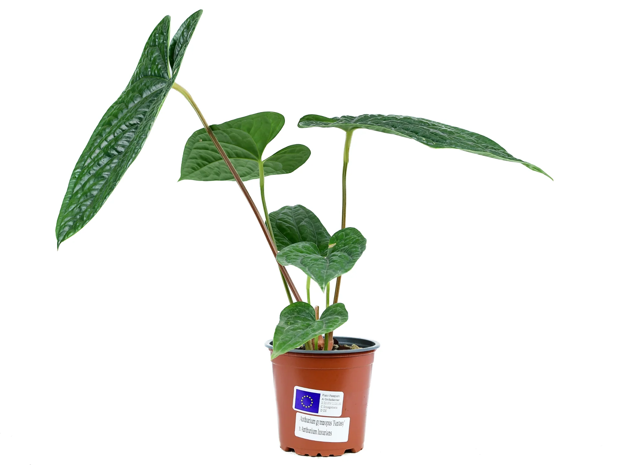 Anthurium Black Luxury