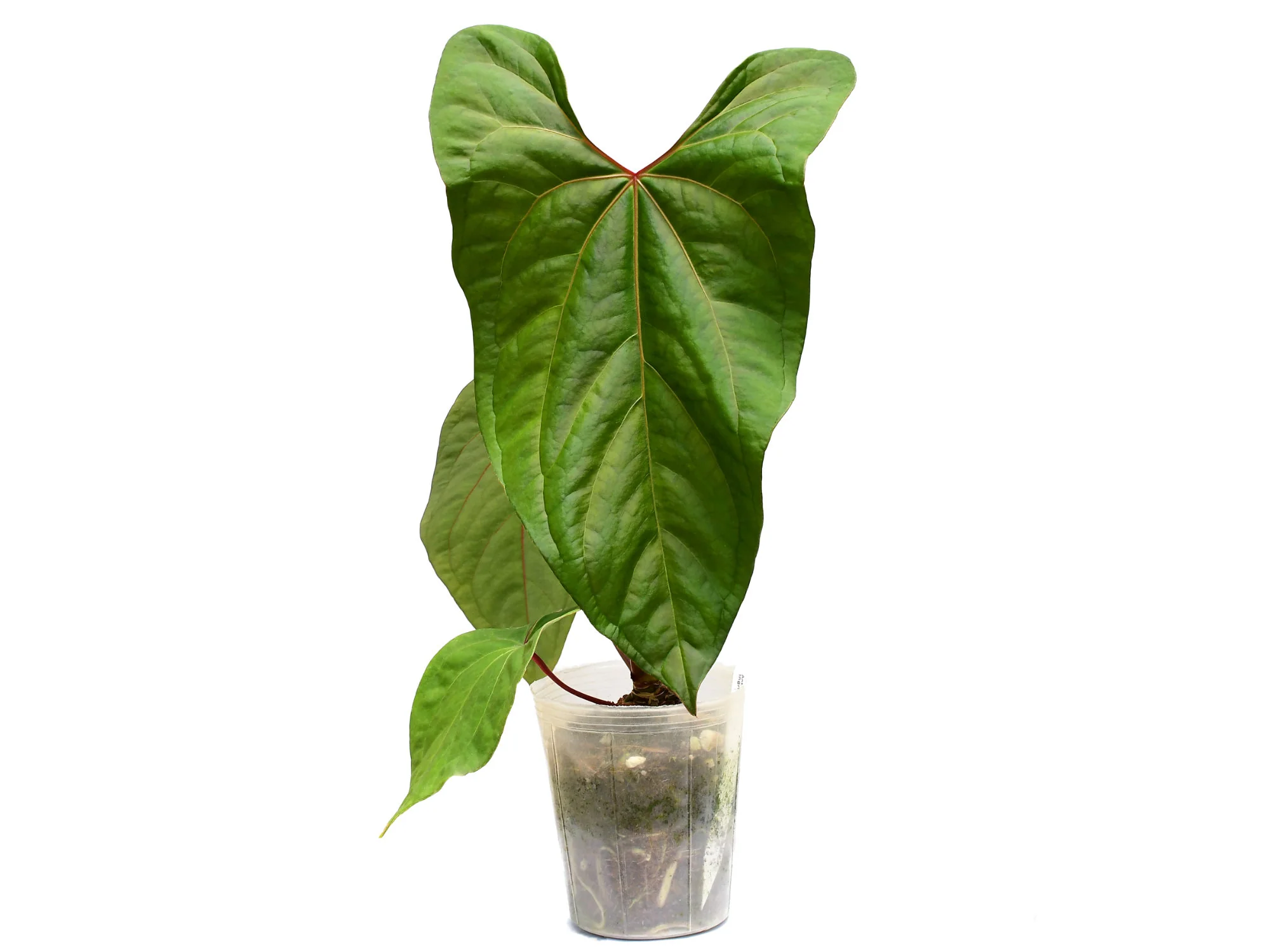 Anthurium Ingrid de Portilla