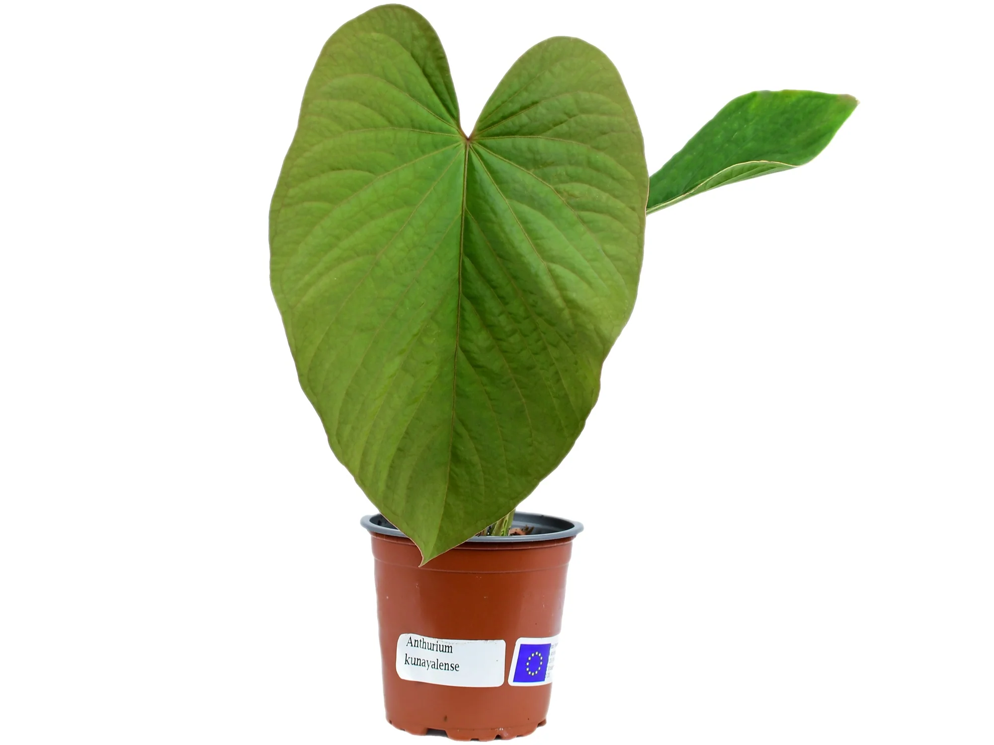 Anthurium kunayalense