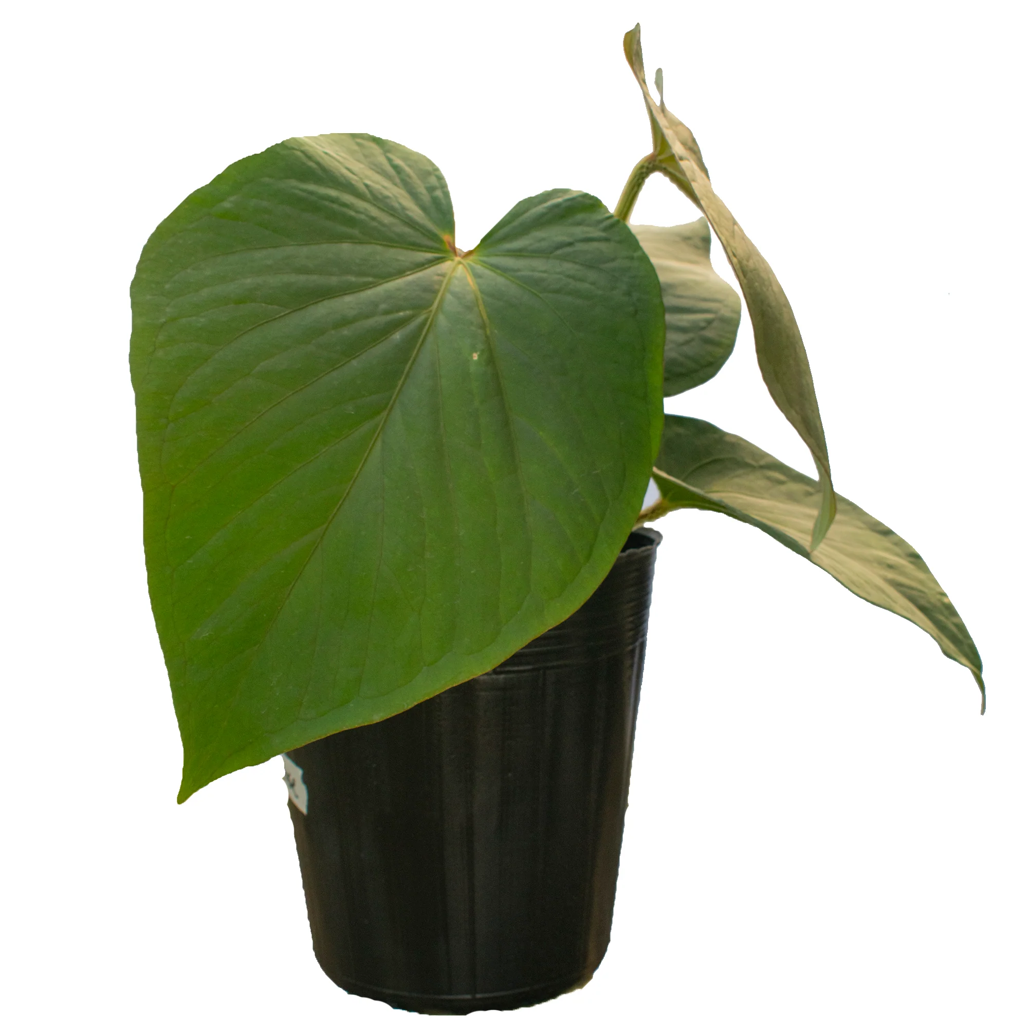 Anthurium kunayalense - Image 2