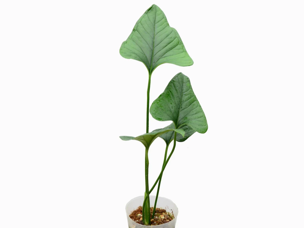 Anthurium lancea