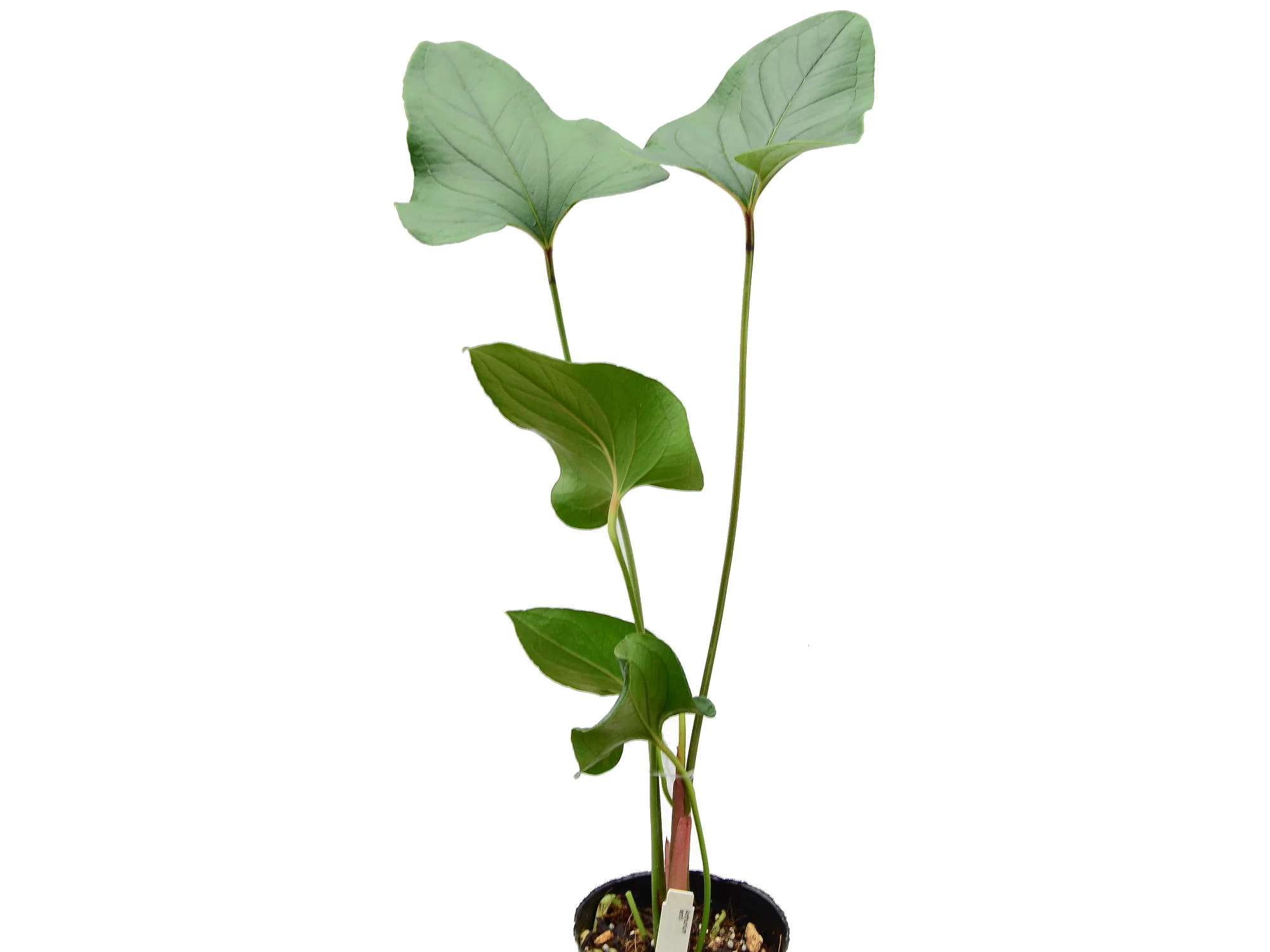 Anthurium lentii