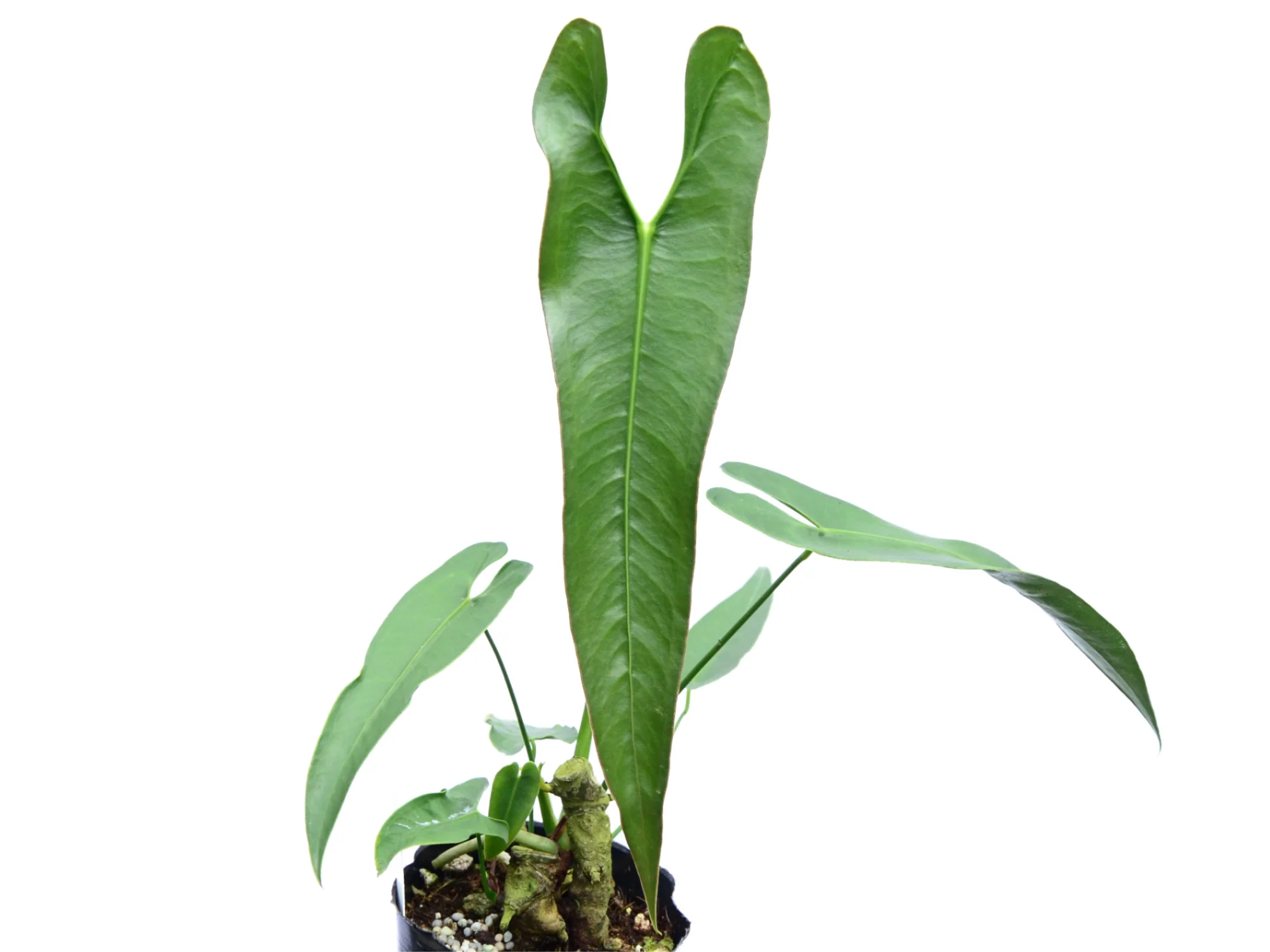 Anthurium longissimilobum