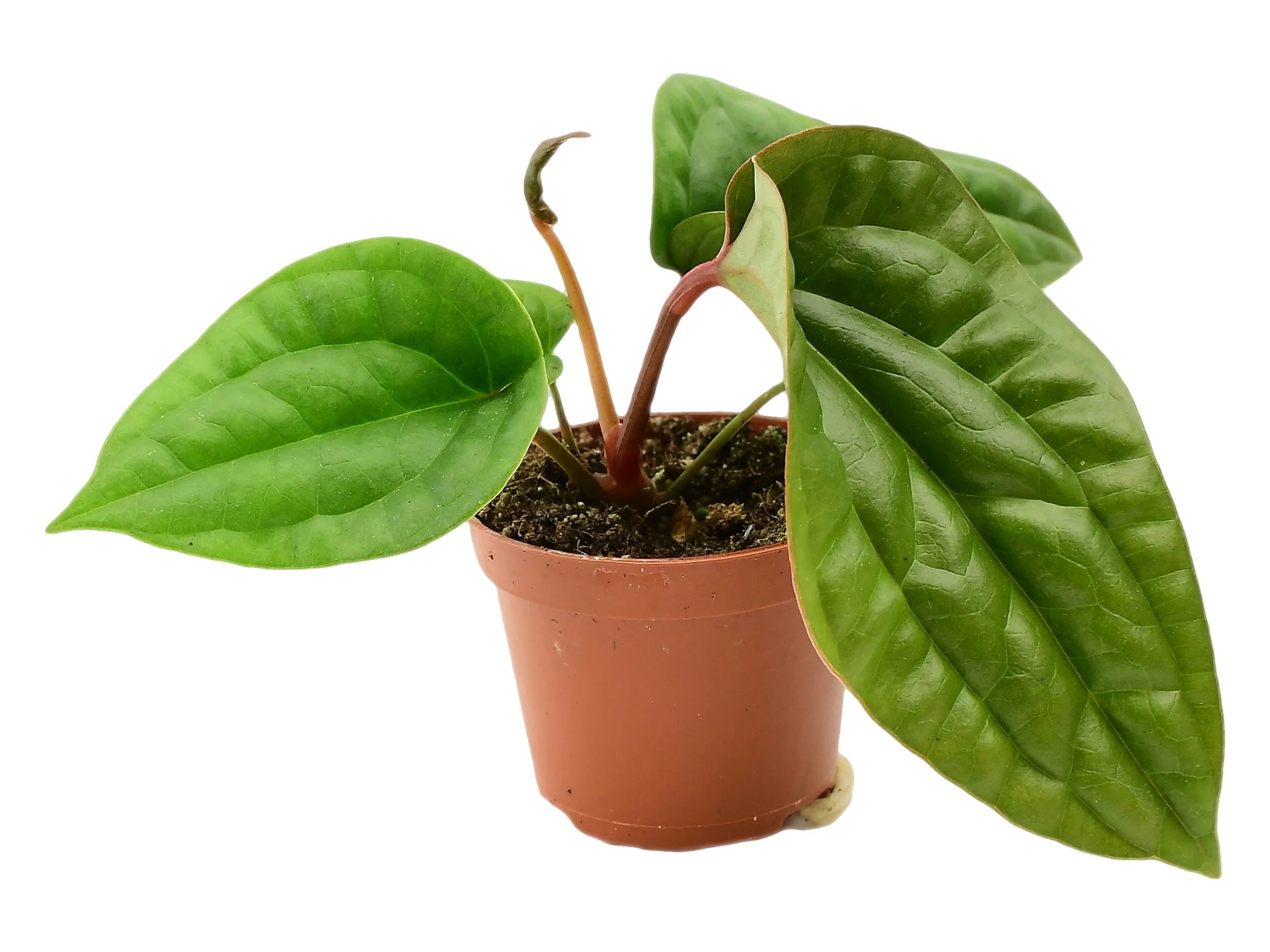 Anthurium luxurians x radicans - Image 2