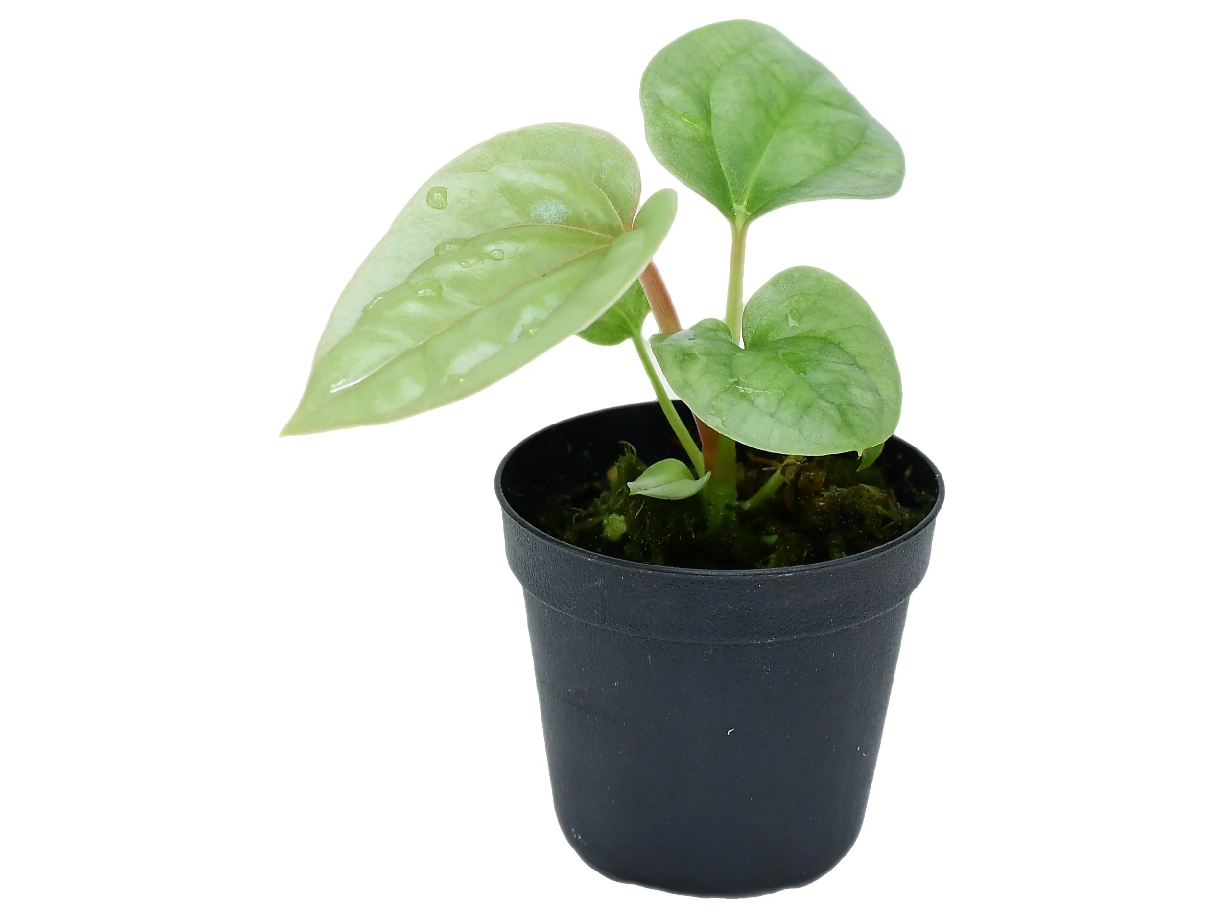 Anthurium luxurians XS (5,5cm Topf)