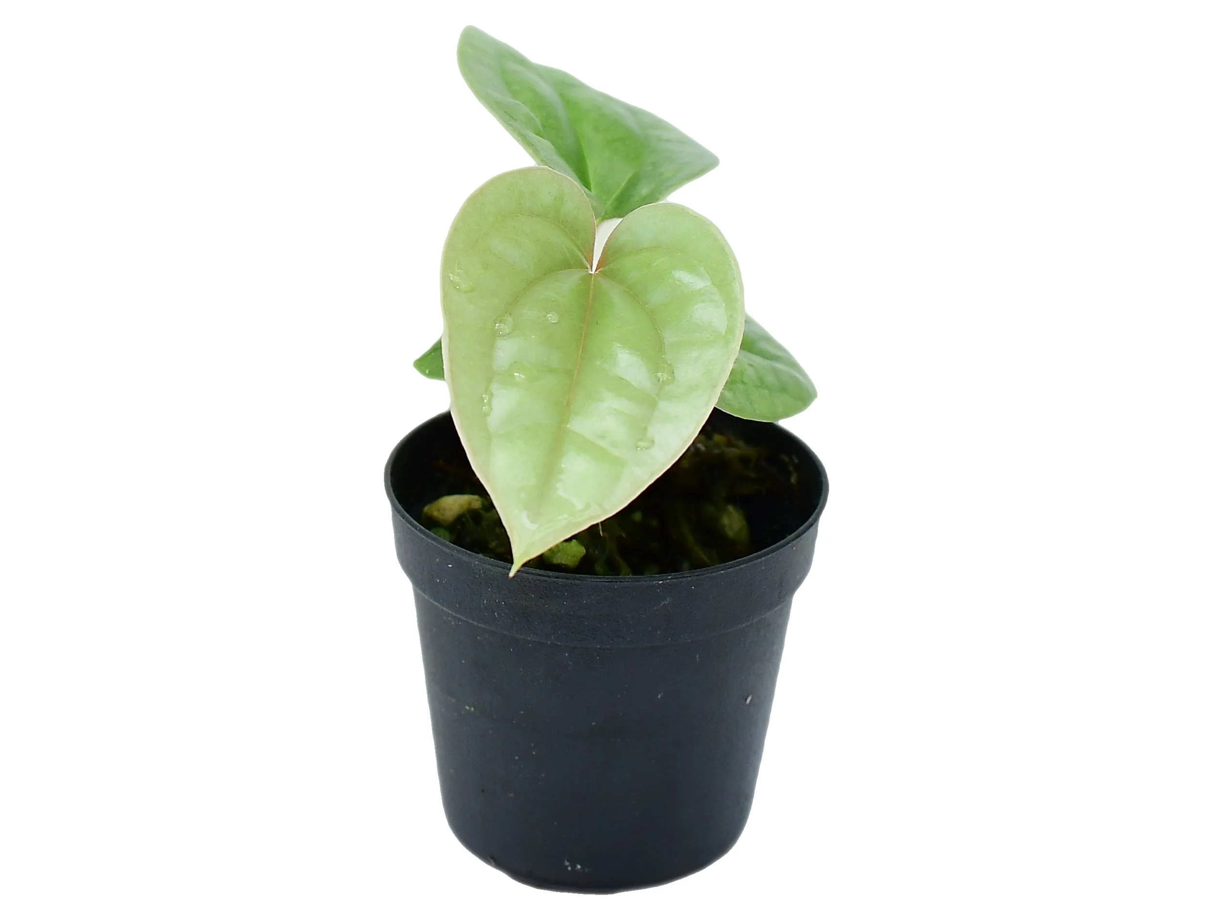 Anthurium luxurians XS (5,5cm Topf) - Image 2