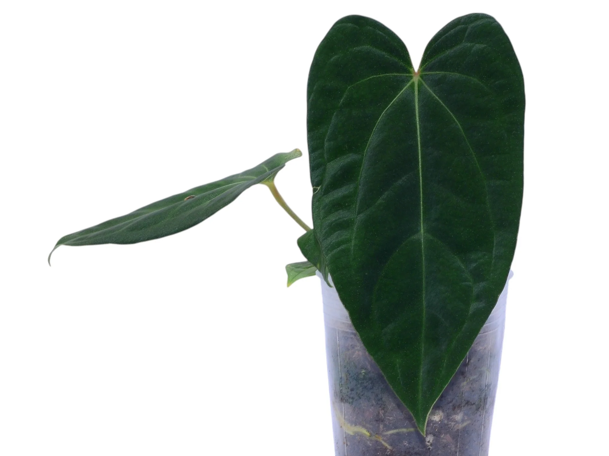 Anthurium Magnificent Girl 'Fantasy' x Anthurium dressleri