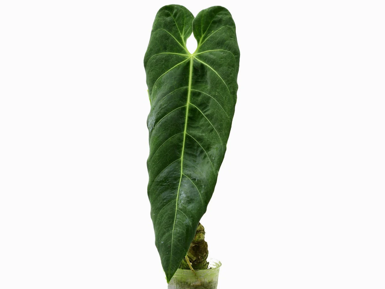 Anthurium metallicum
