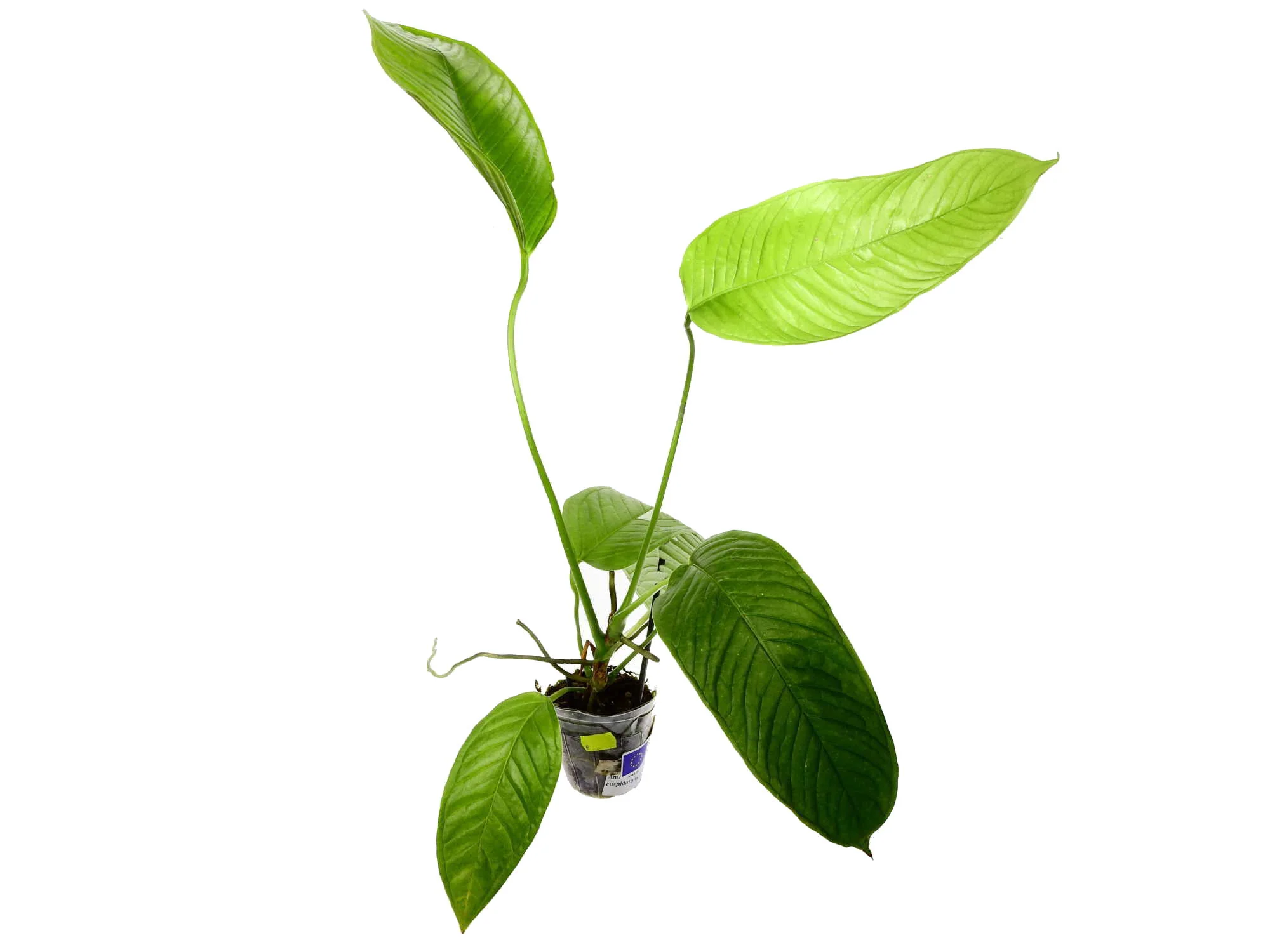Anthurium misturatum (aka cuspidatum Amazonas')