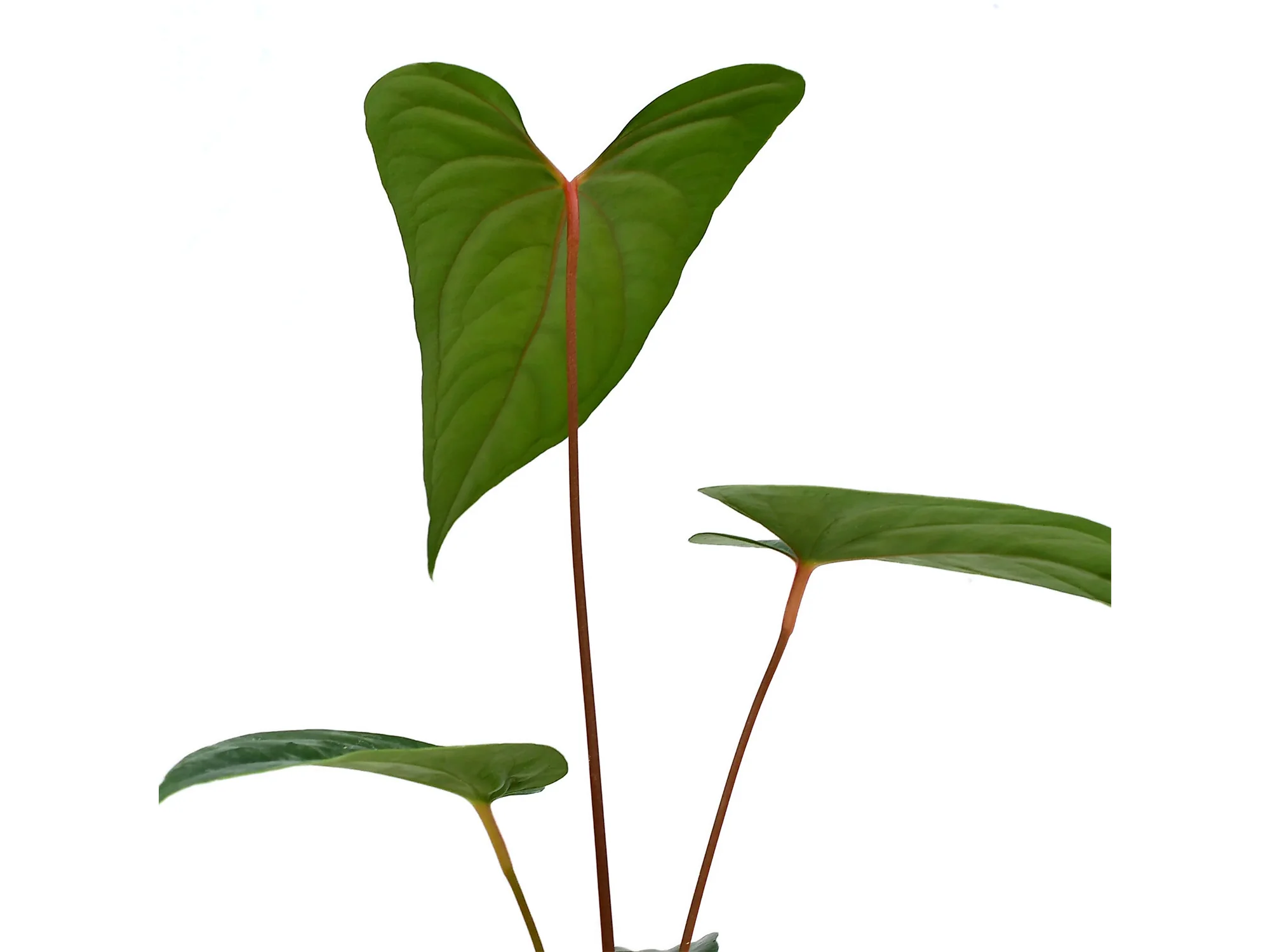 Anthurium nigrolaminum 'Gigi' x nigrolaminum - Image 2