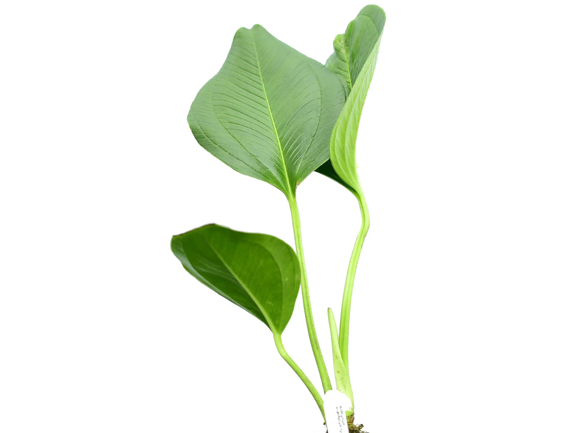 Anthurium ovatifolium cf.