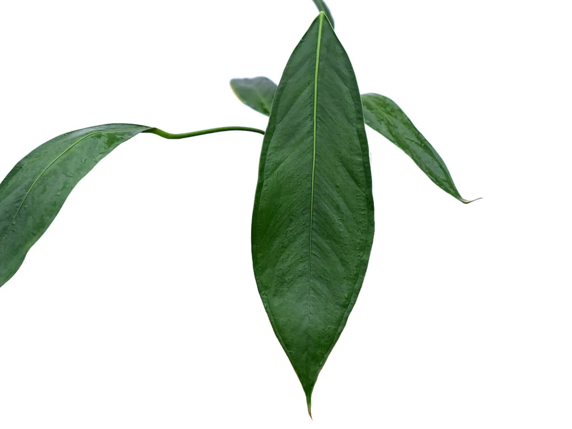 Anthurium pallidiflorum 'Guayusa'