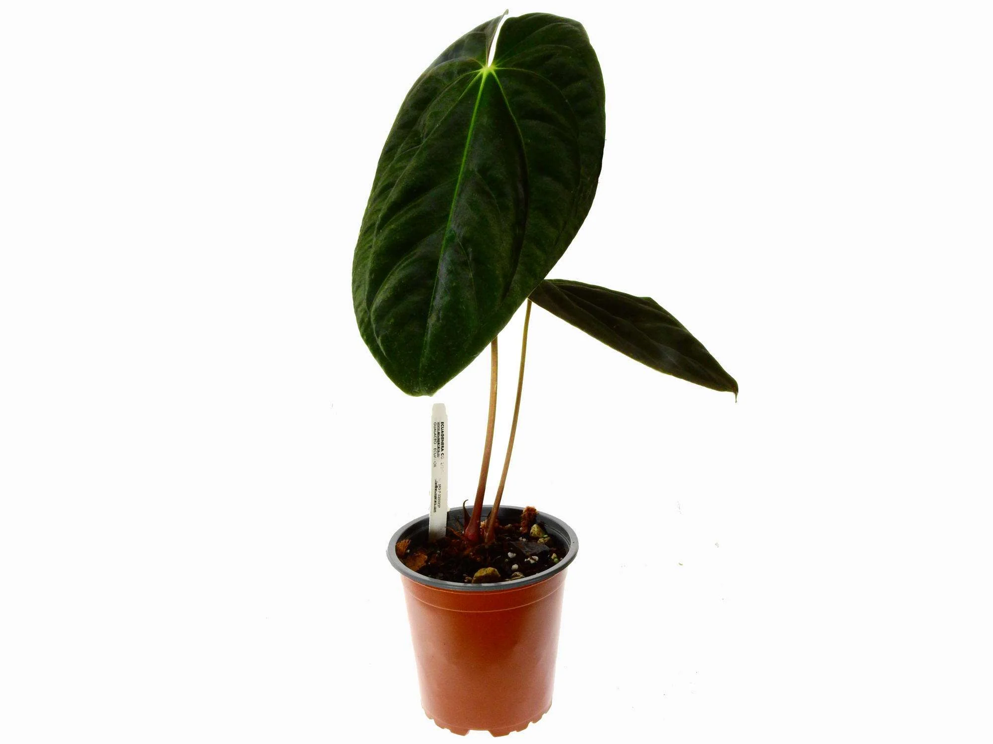 Anthurium papillilaminum