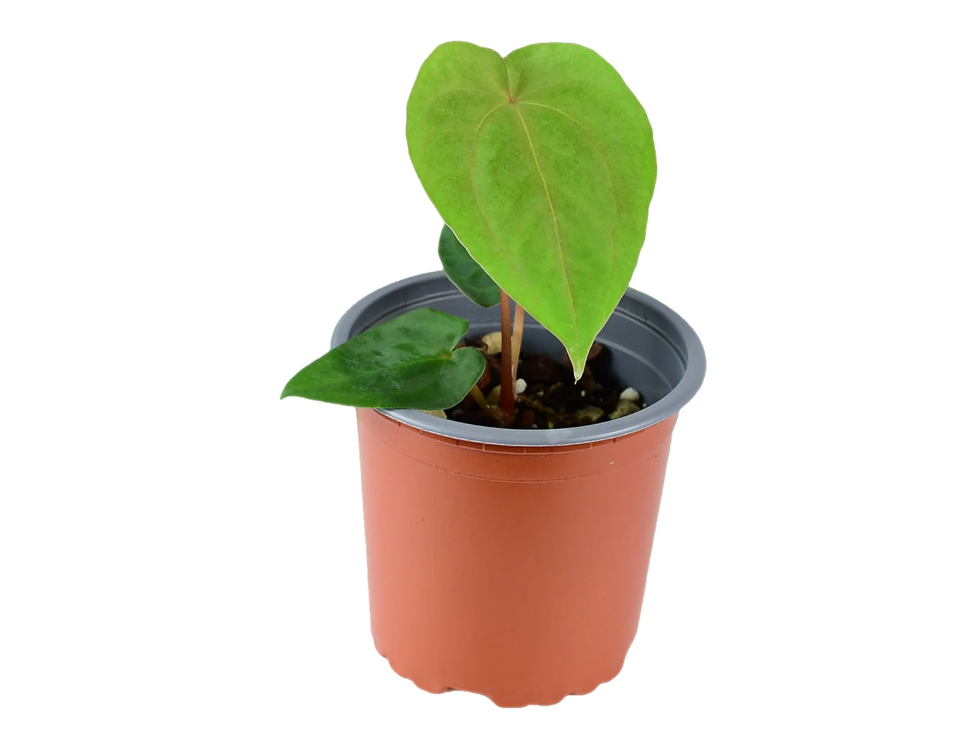 Anthurium papillilaminum XS CH - Image 2