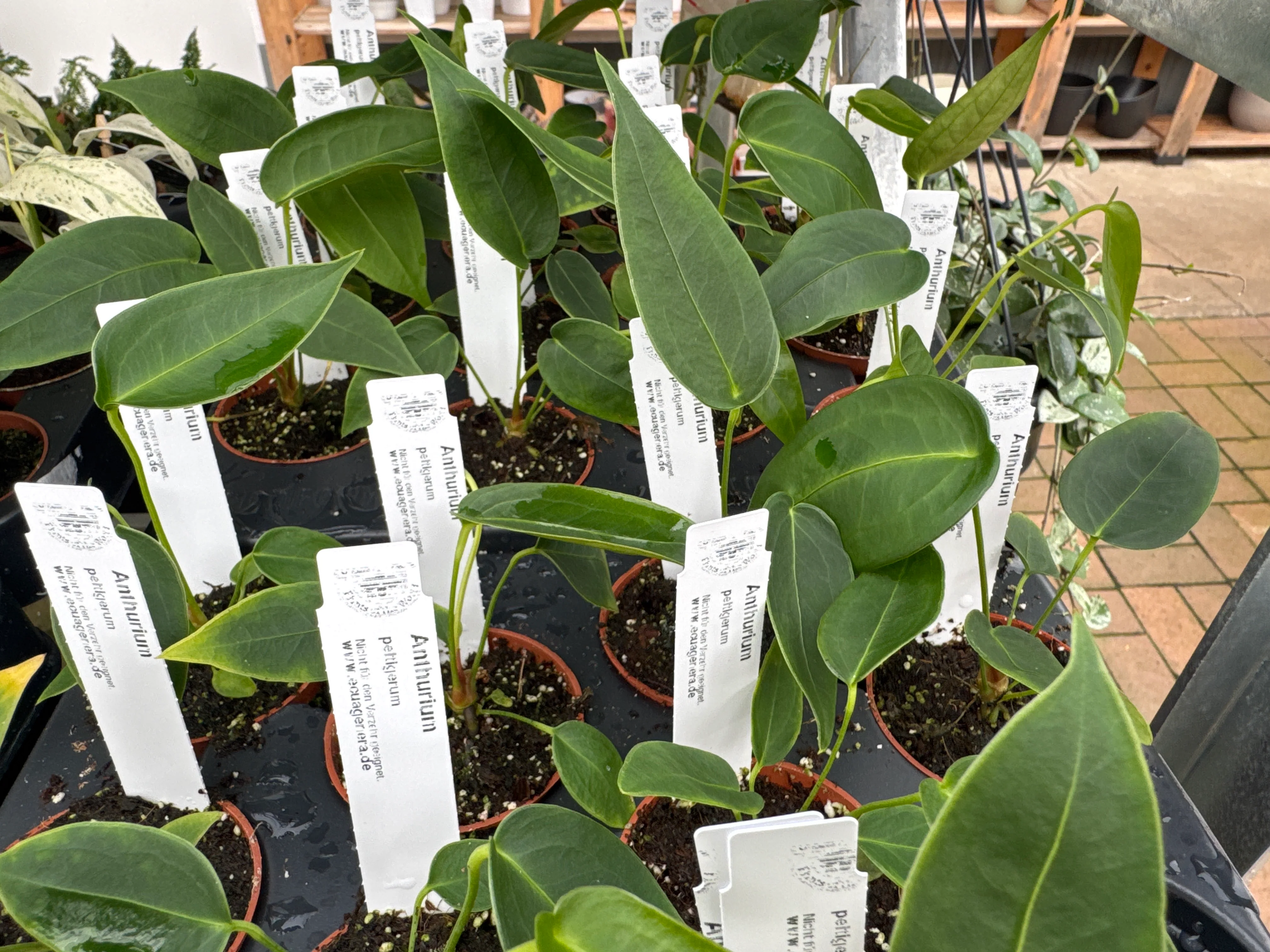 Anthurium peltigerum (5,5 cm Topf) - Image 2
