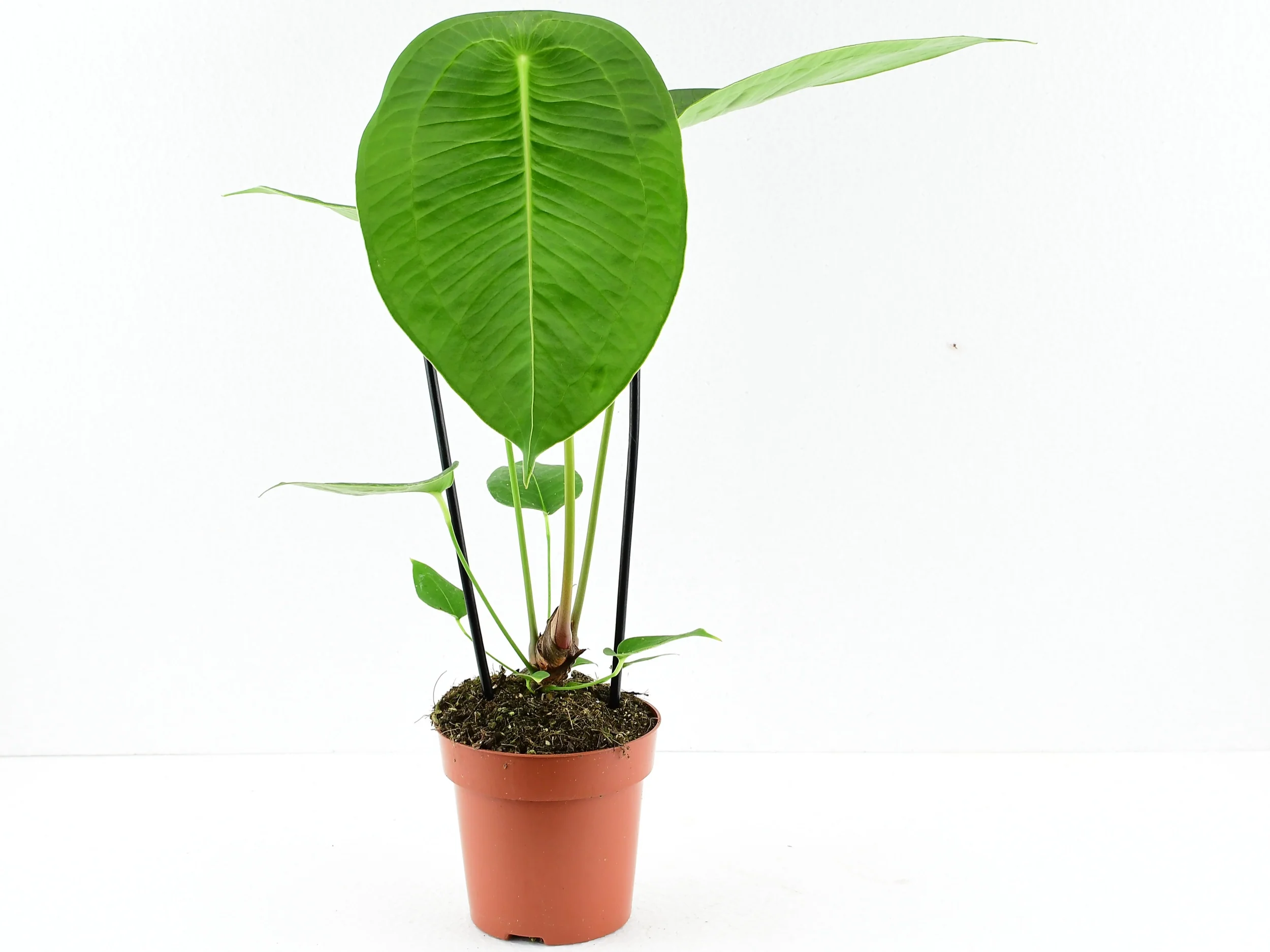 Anthurium peltigerum (5,5 cm Topf) - Image 3