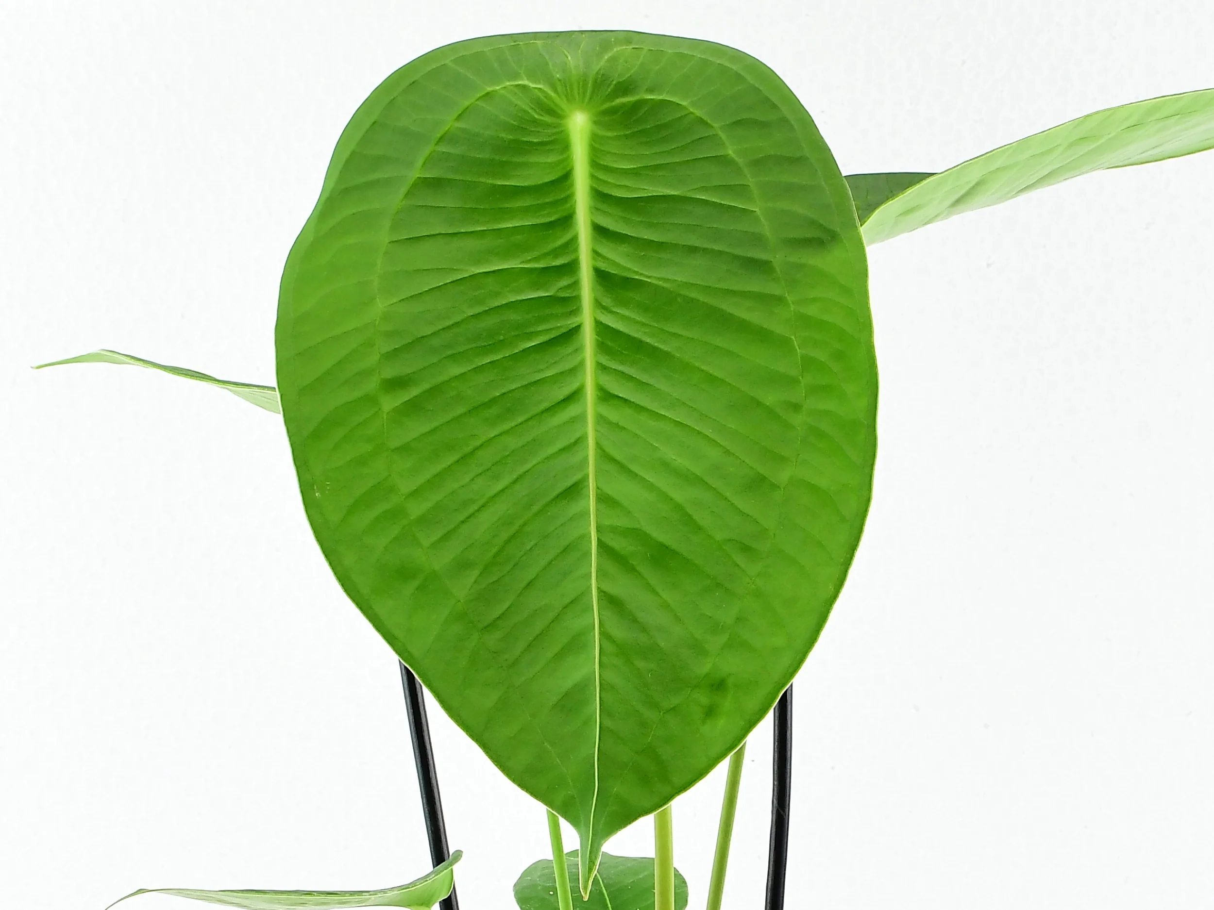 Anthurium peltigerum (5,5 cm Topf) - Image 4