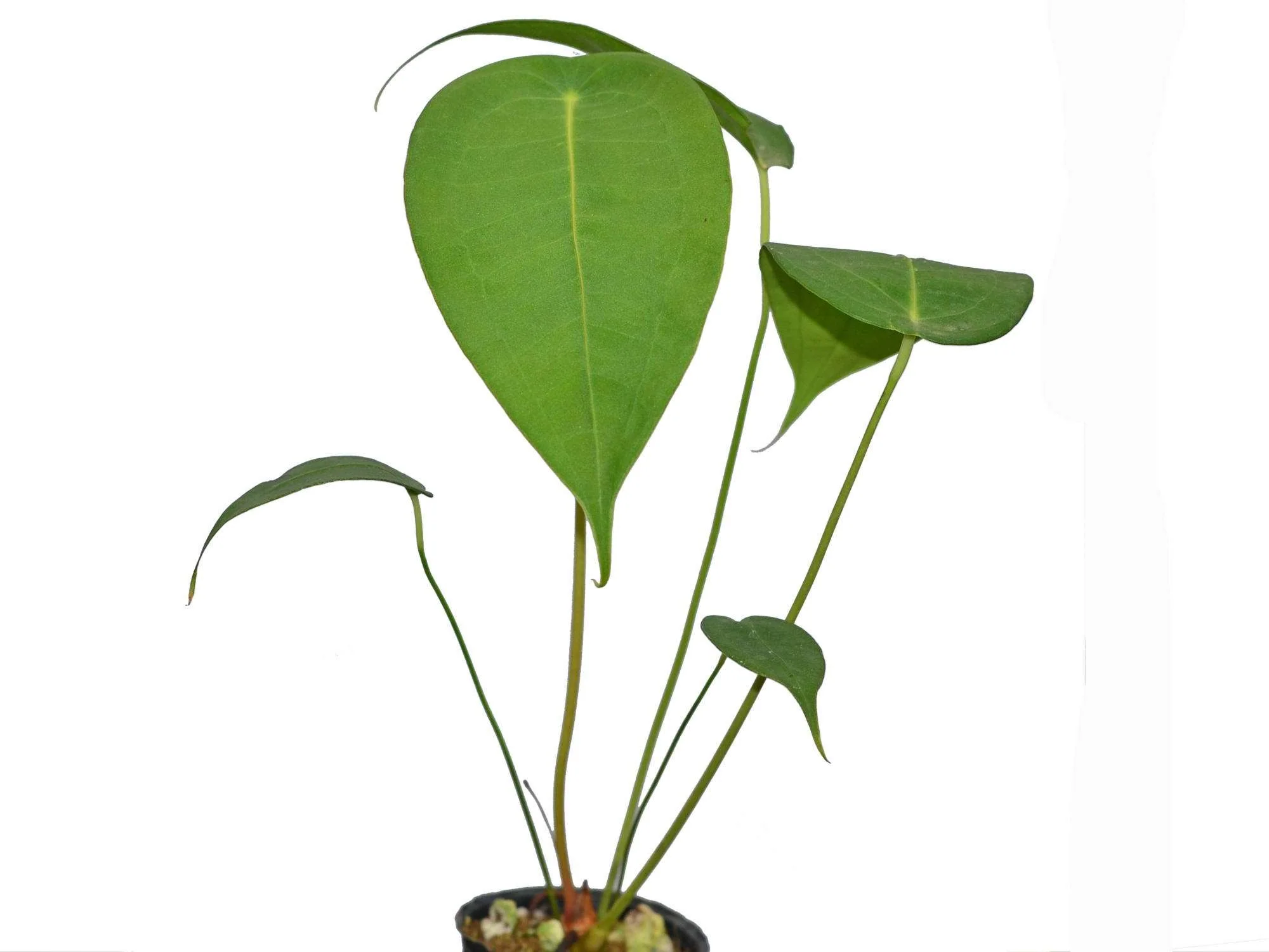 Anthurium peltigerum (5,5 cm Topf) - Image 5