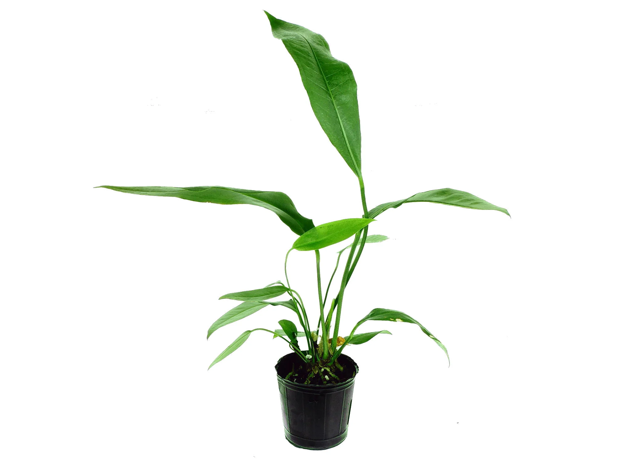 Anthurium pendulifolium