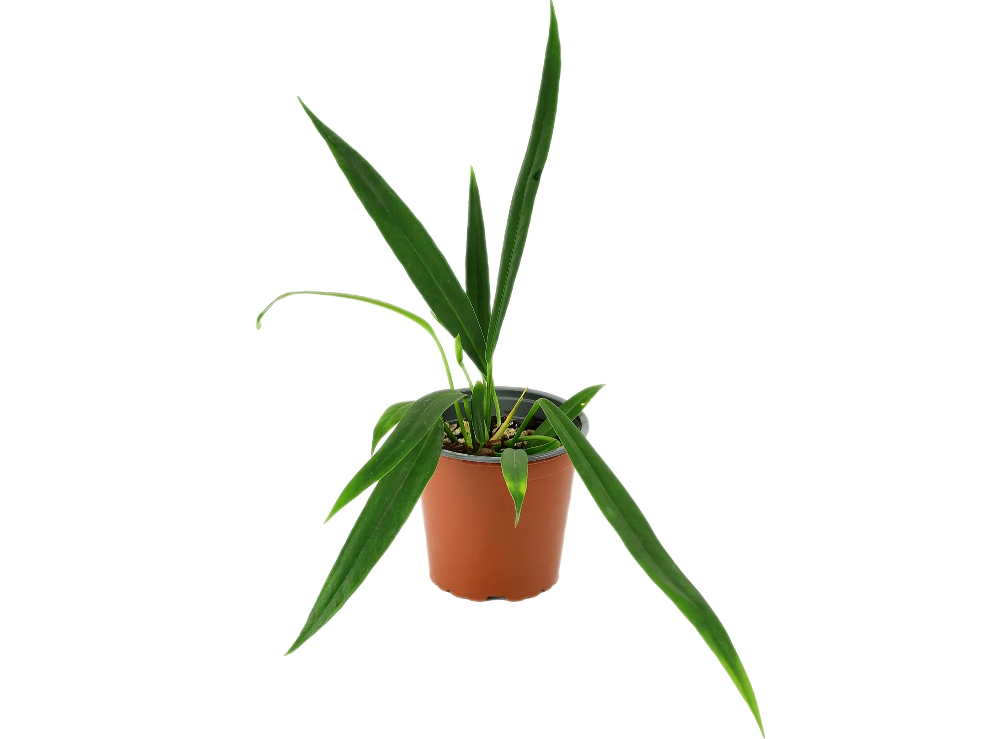 Anthurium perangustum cf