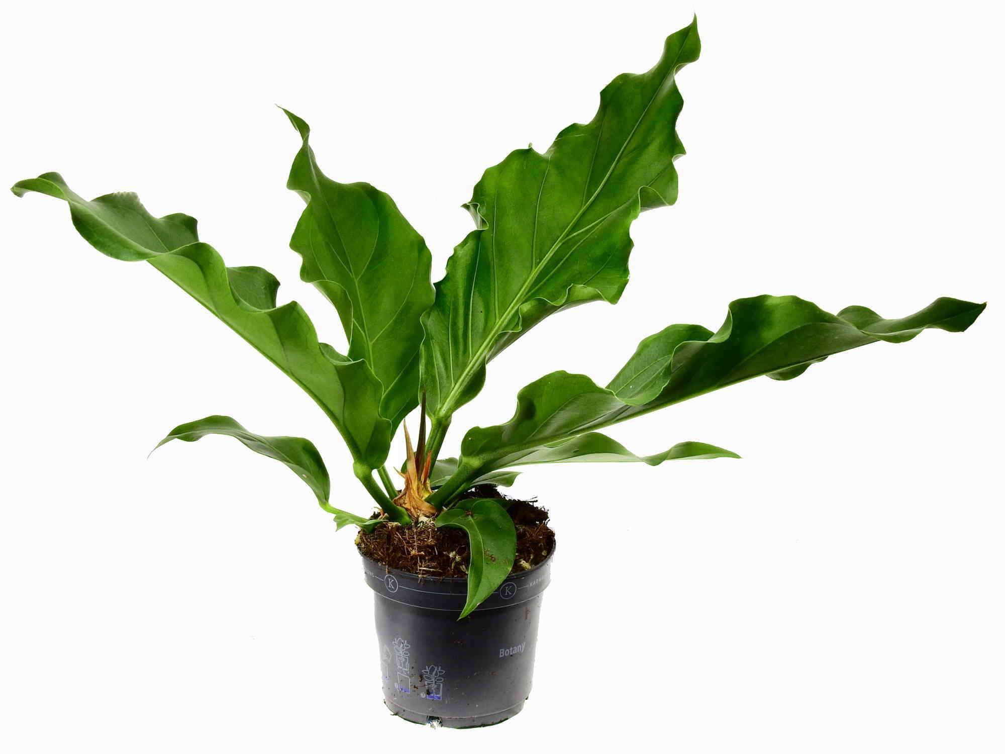 Anthurium plowmanii