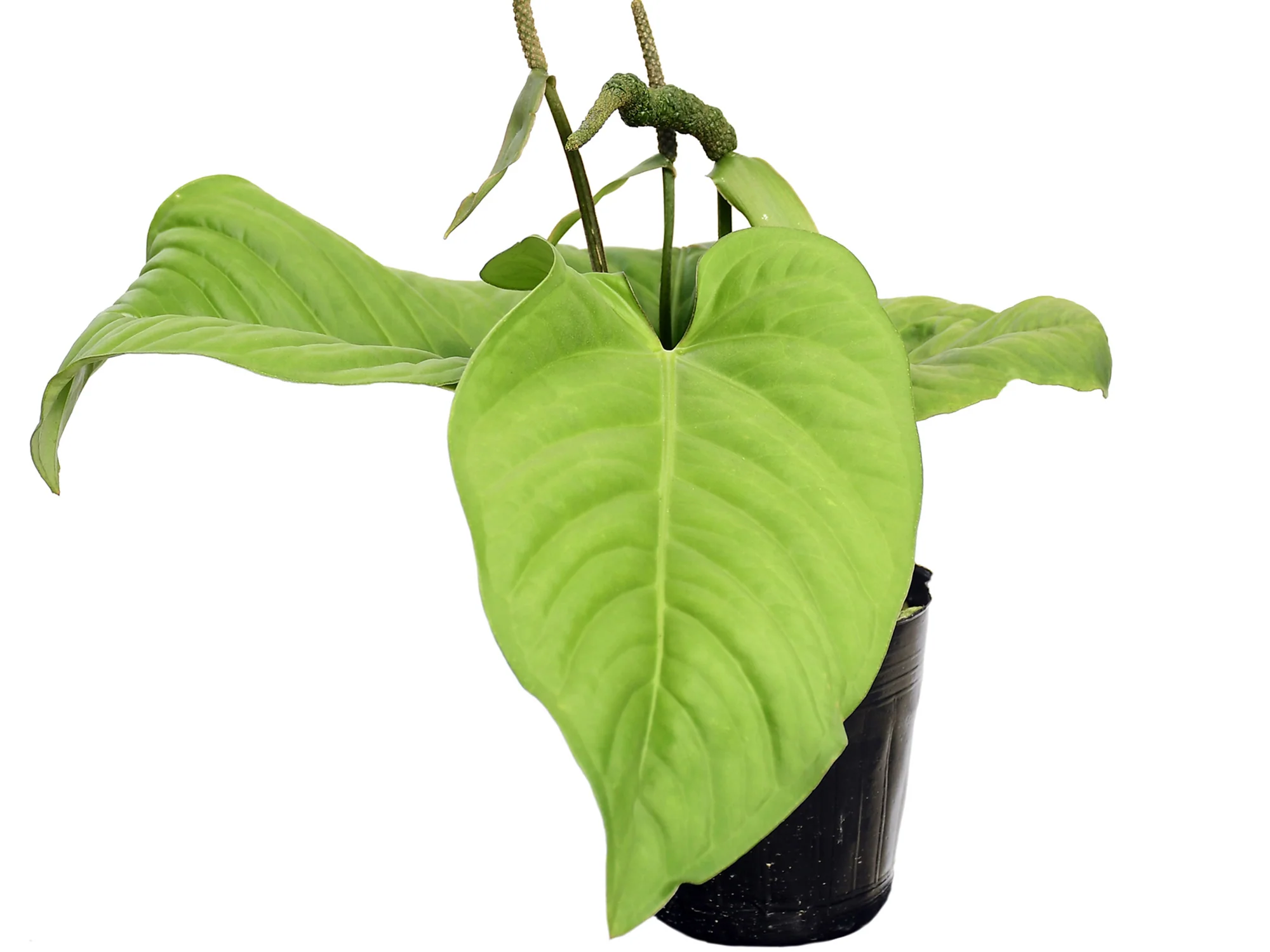 Anthurium pulcachense