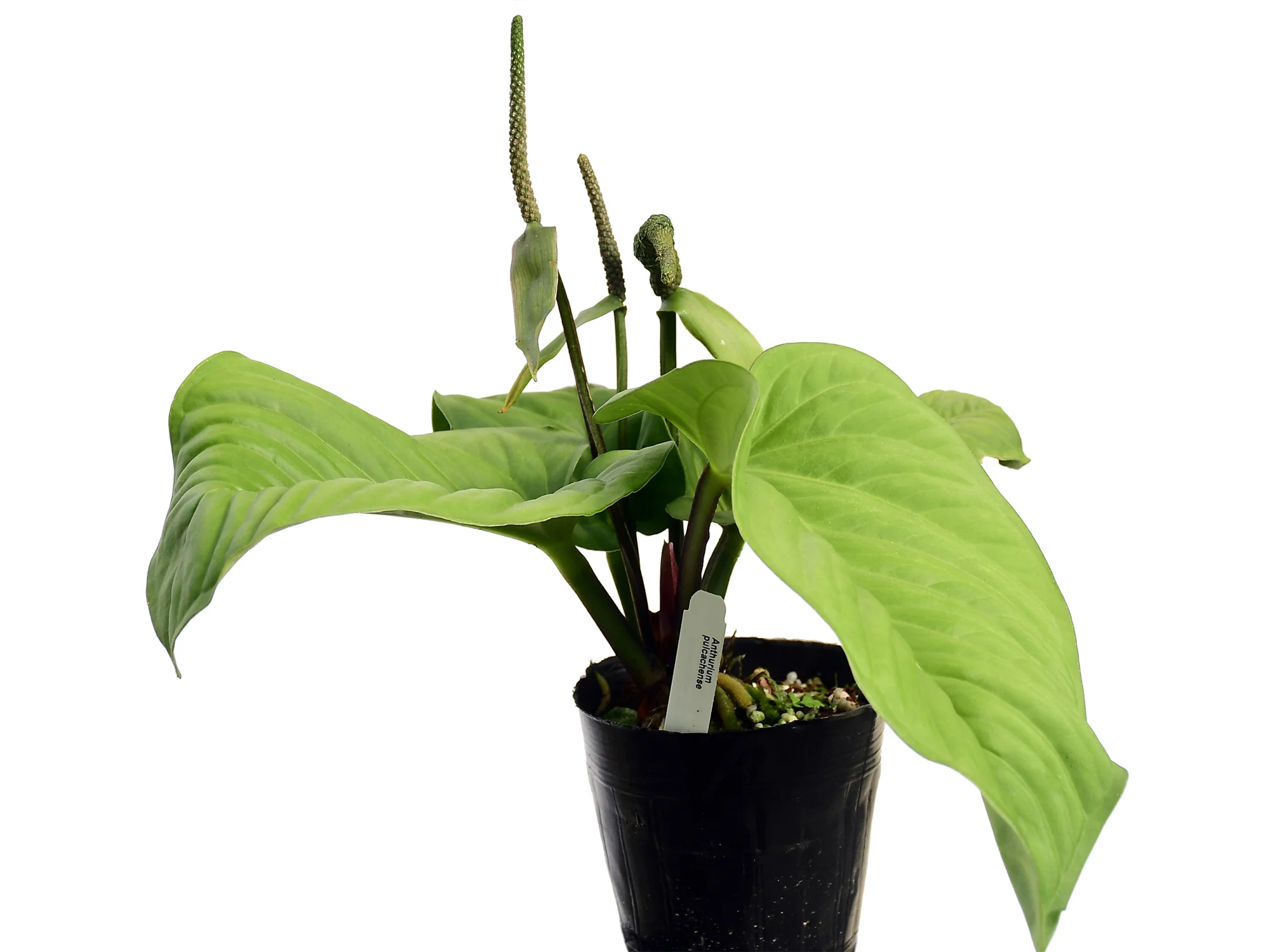 Anthurium pulcachense - Image 2