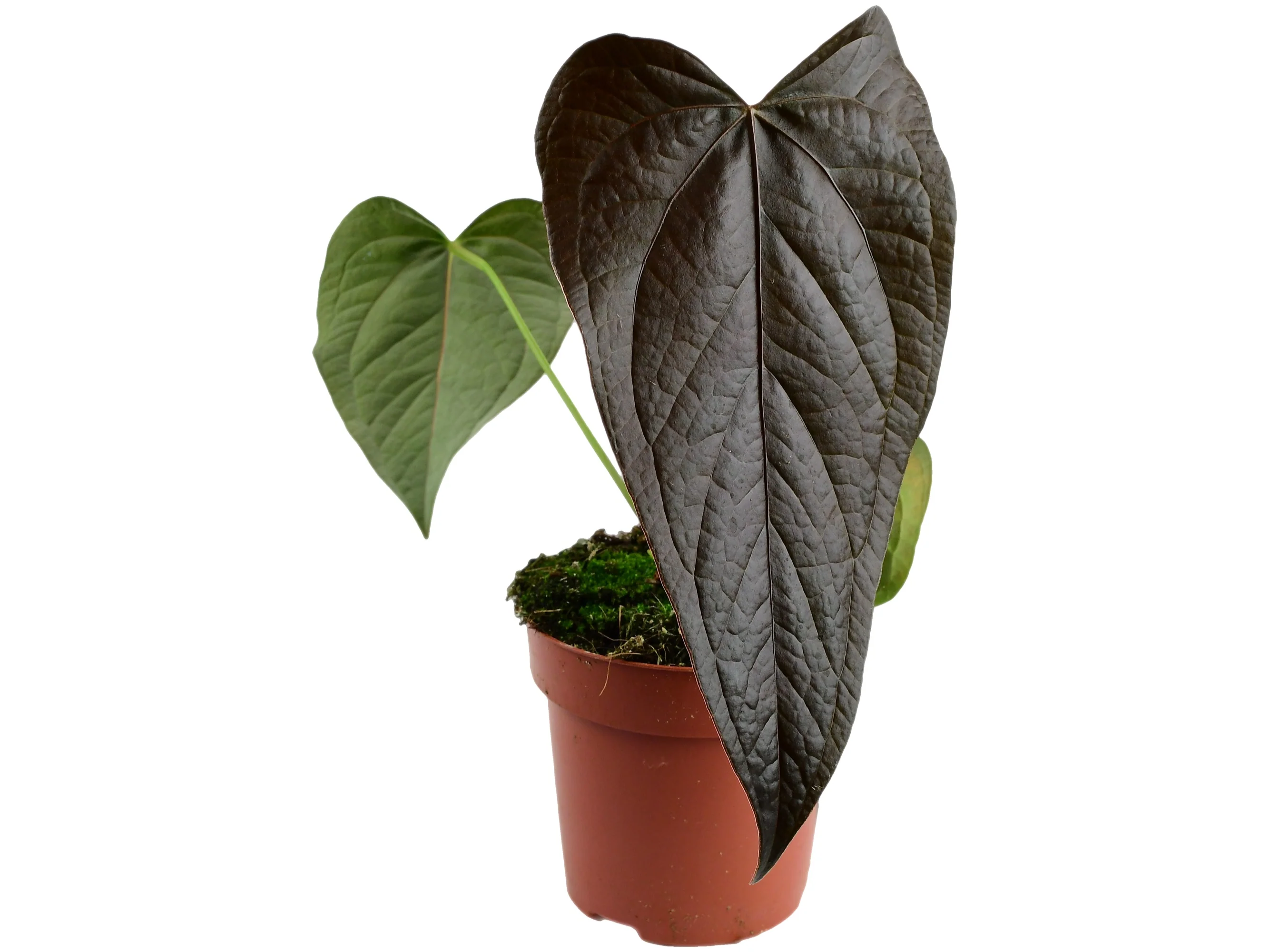 Anthurium Queen of Hearts