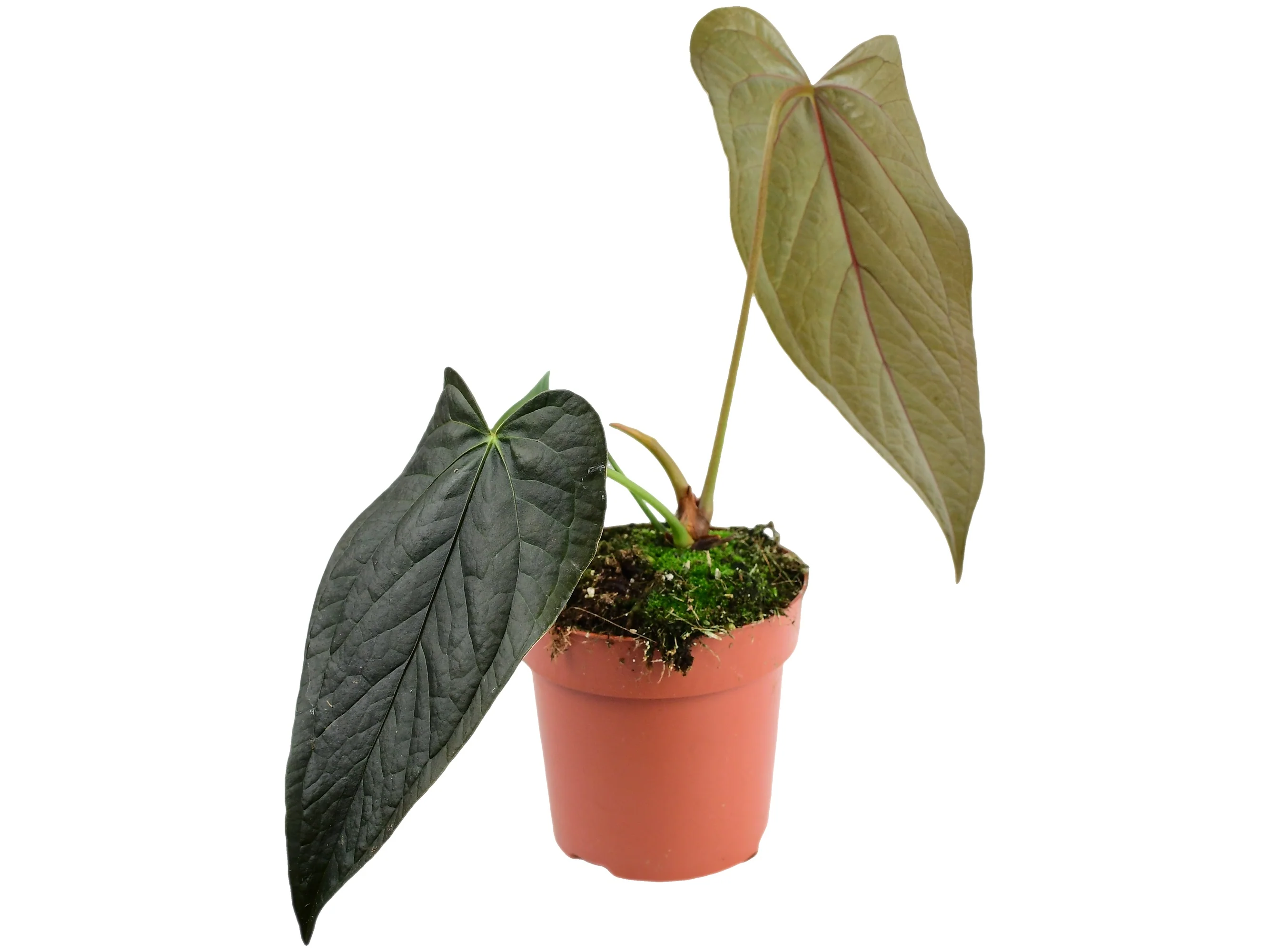 Anthurium Queen of Hearts - Image 2