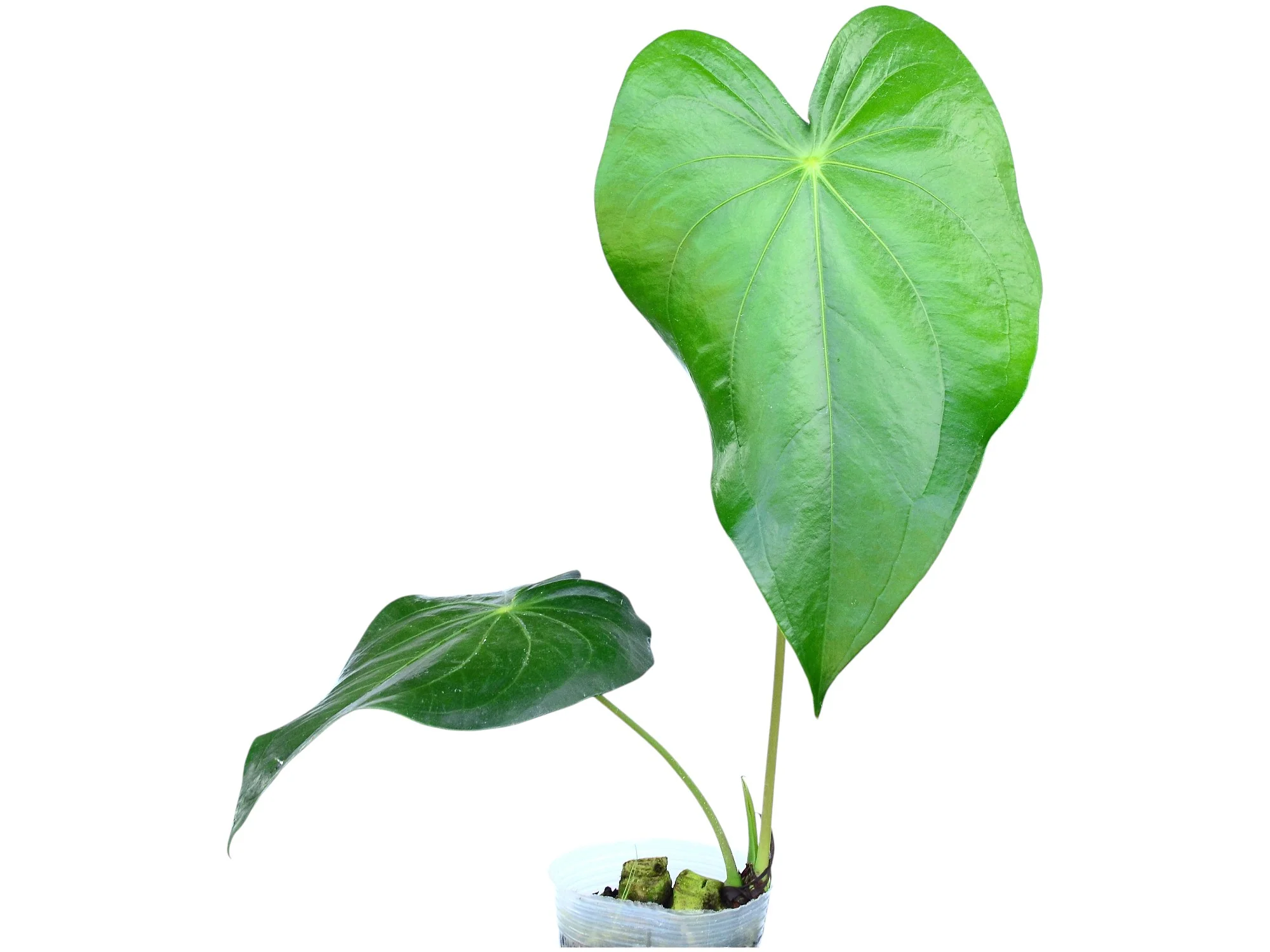 Anthurium regale 'Light'