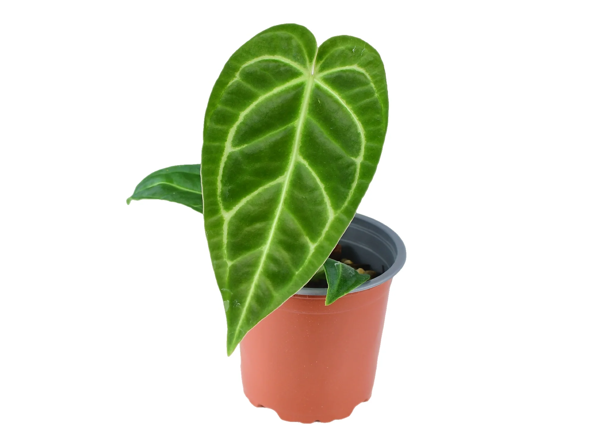 Anthurium regale S (11cm Topf)