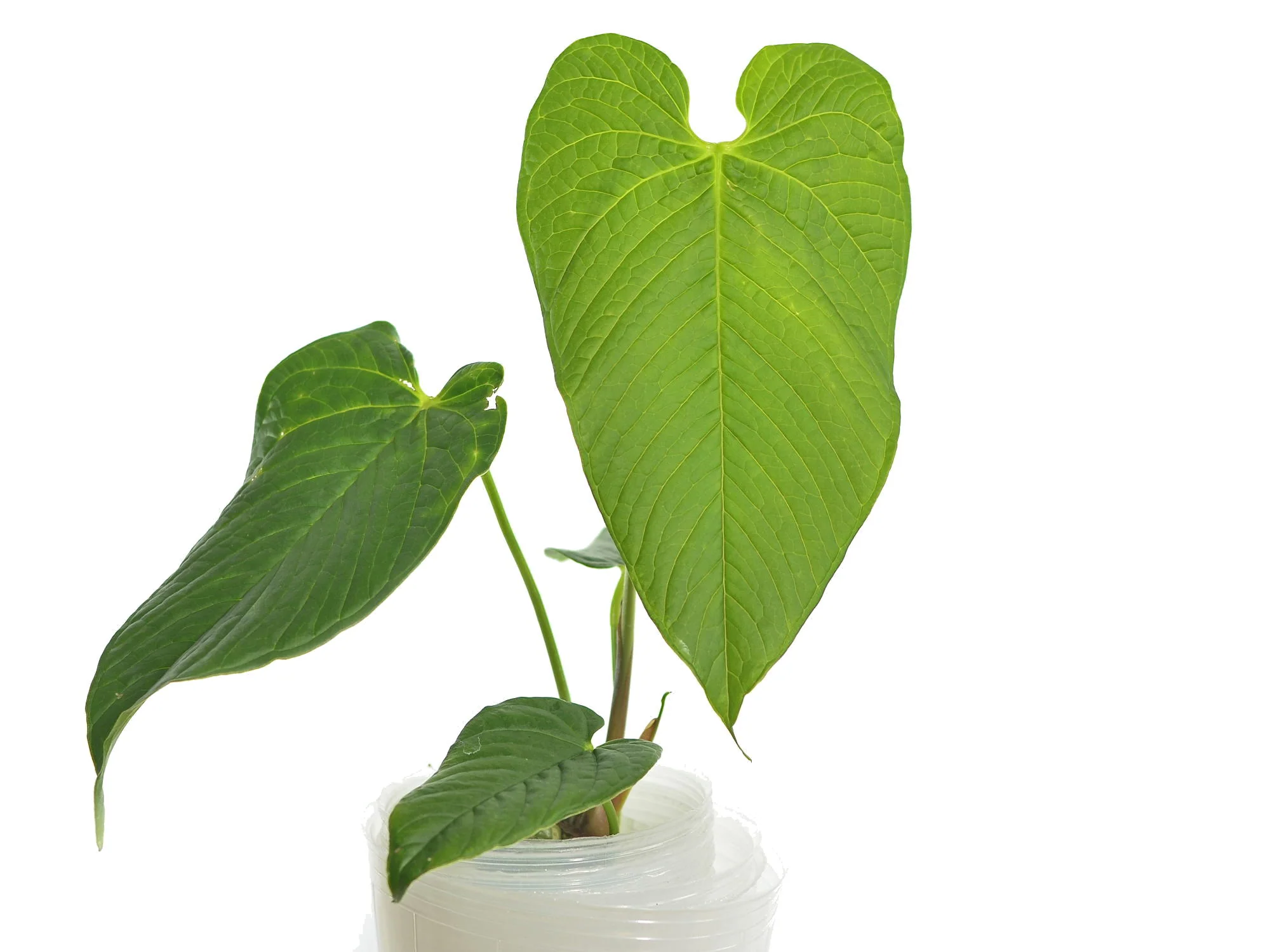 Anthurium rugulosum